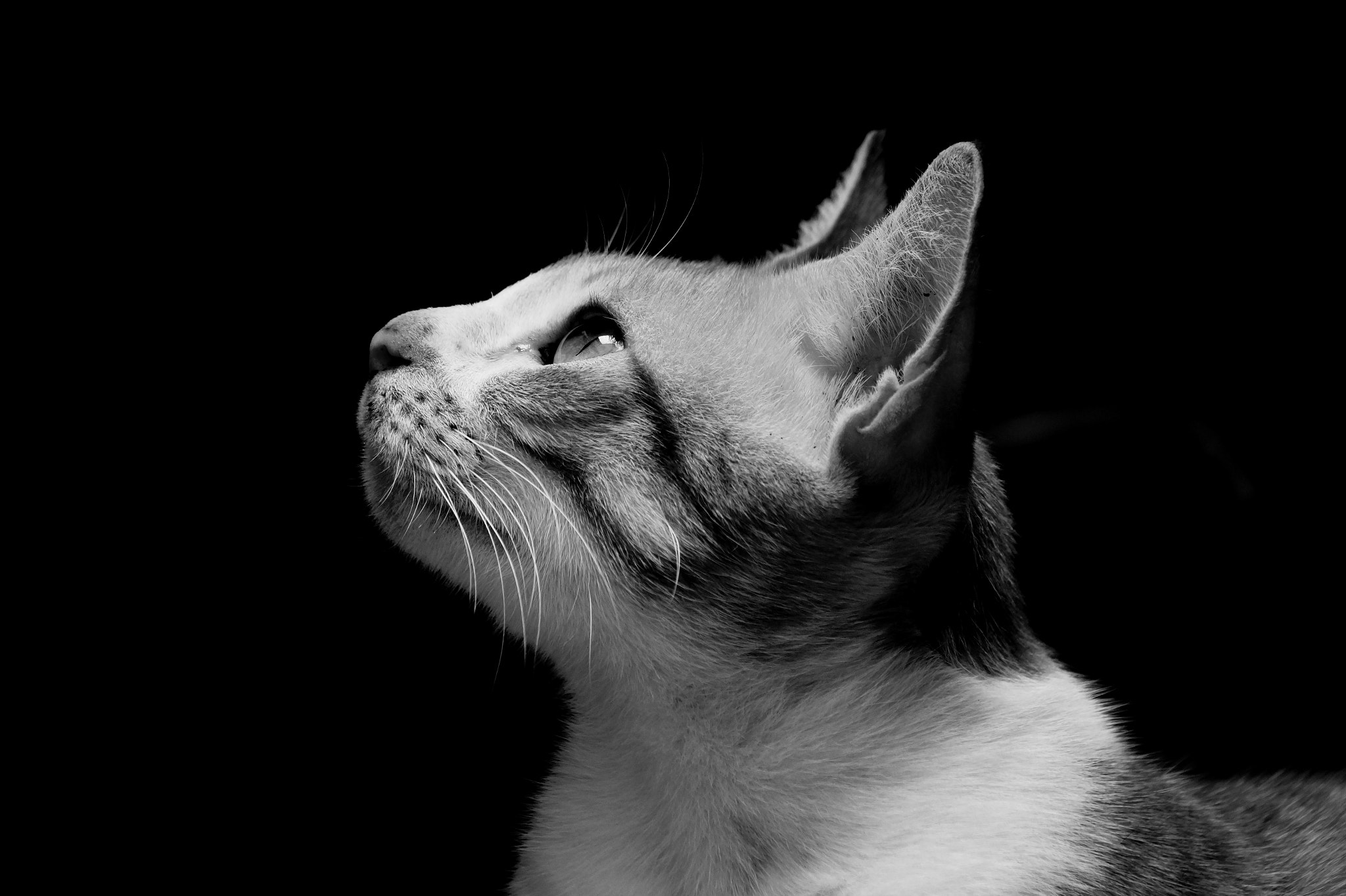 Sony SLT-A58 + Sony DT 55-200mm F4-5.6 SAM sample photo. Curiosity photography