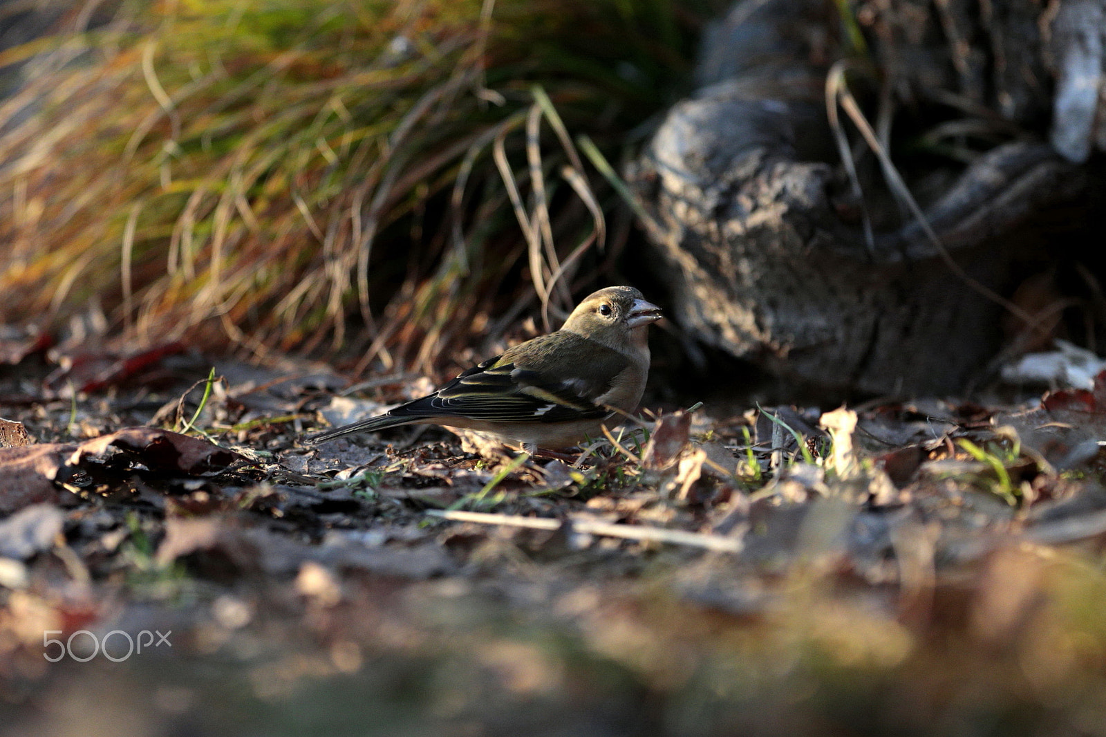 Canon EF 300mm F2.8L IS USM sample photo. So small... photography