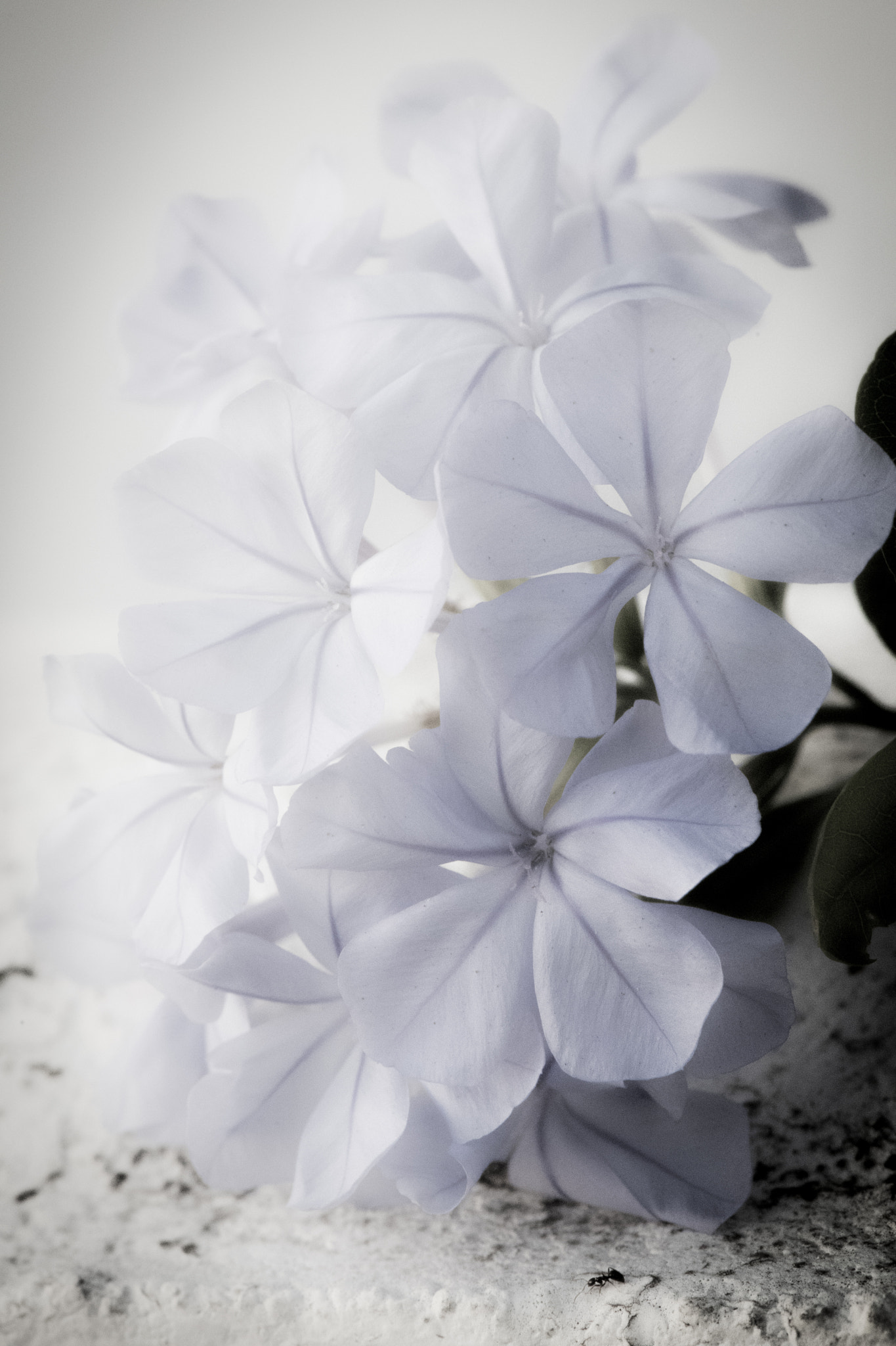 Nikon D5 sample photo. Humble photography