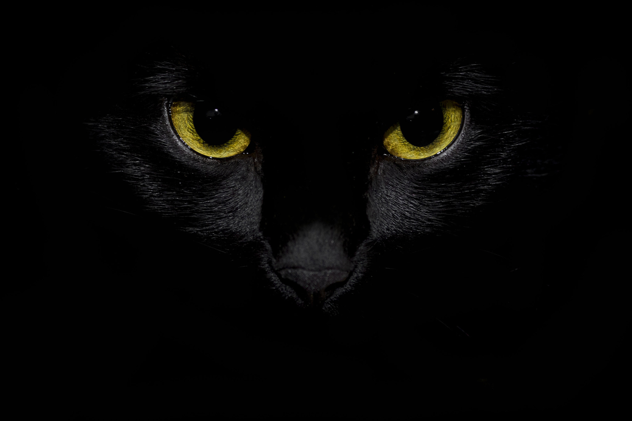 Canon EOS 5D Mark IV + Canon EF 135mm F2L USM sample photo. Stare of the black cat photography