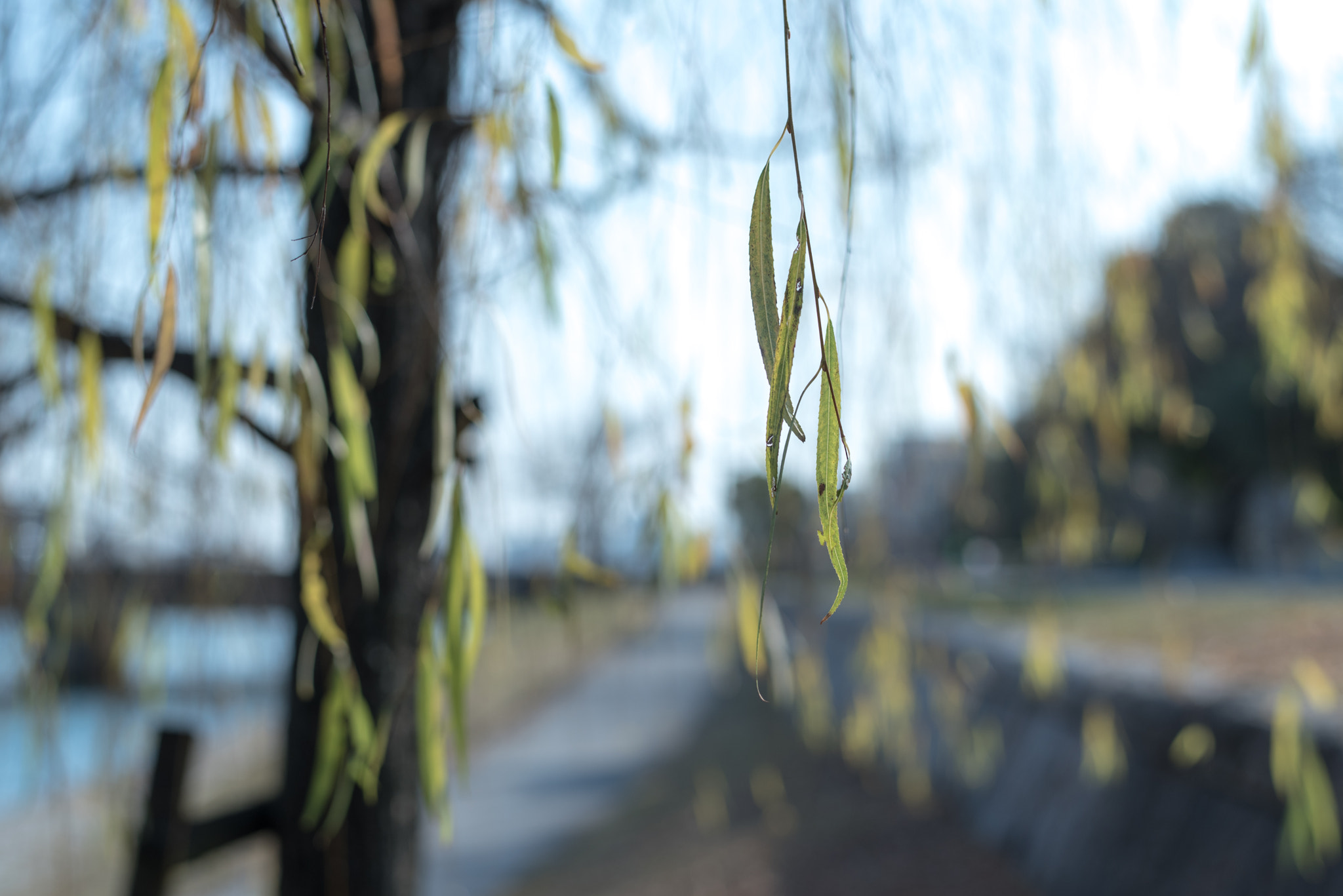 Nikon D750 + Nikon AF-S Nikkor 58mm F1.4G sample photo. Yanagi photography