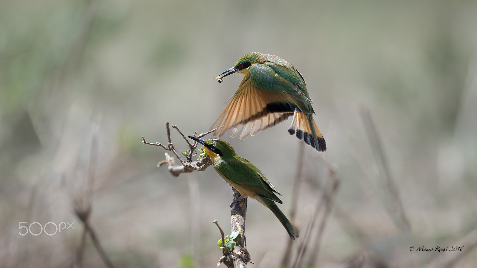 Nikon AF-S Nikkor 500mm F4E FL ED VR sample photo. Merops apiaster - gruccione - bee eater photography