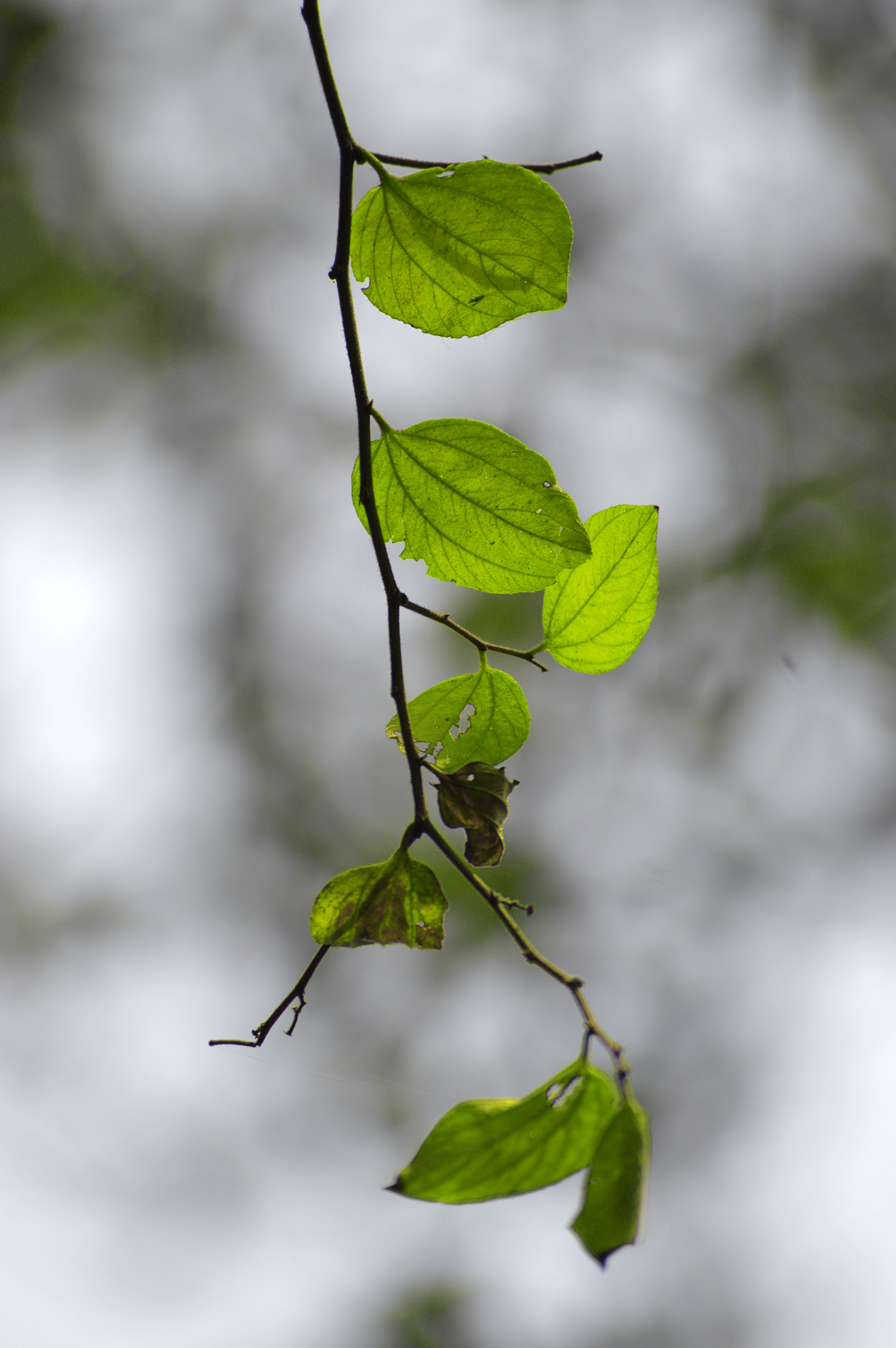 Nikon D3200 + Sigma 24mm F1.8 EX DG Aspherical Macro sample photo. Green photography
