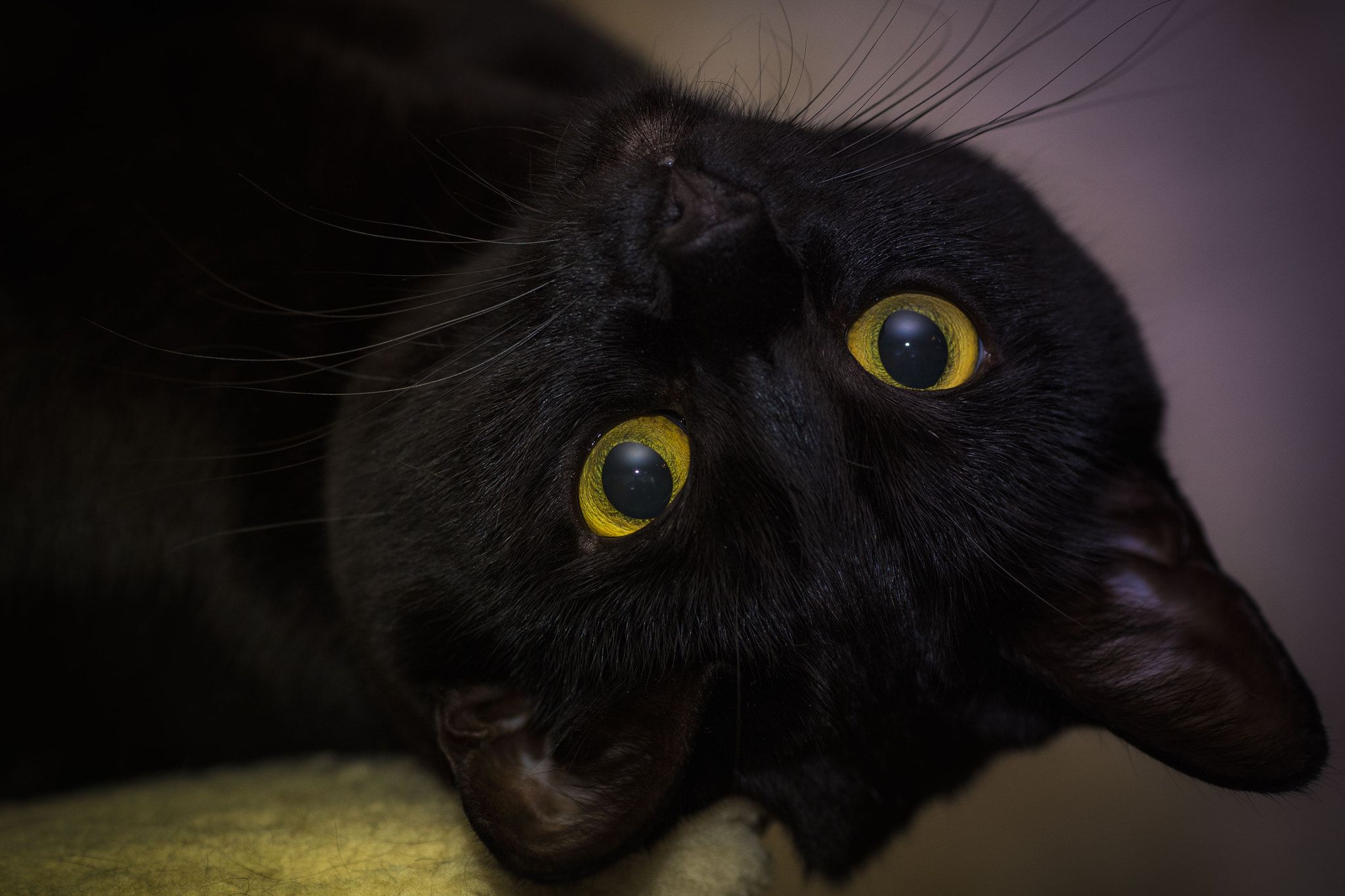 Canon EF 135mm F2L USM sample photo. Cat can cute photography