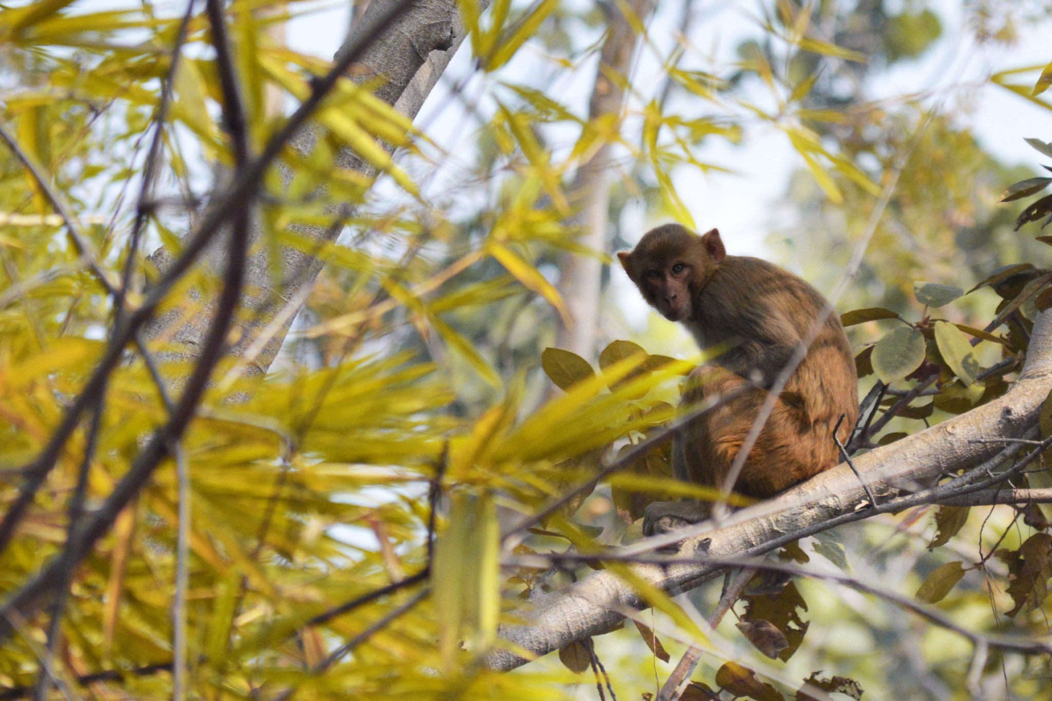 Nikon D3200 + AF Micro-Nikkor 105mm f/2.8 sample photo. Monkey photography
