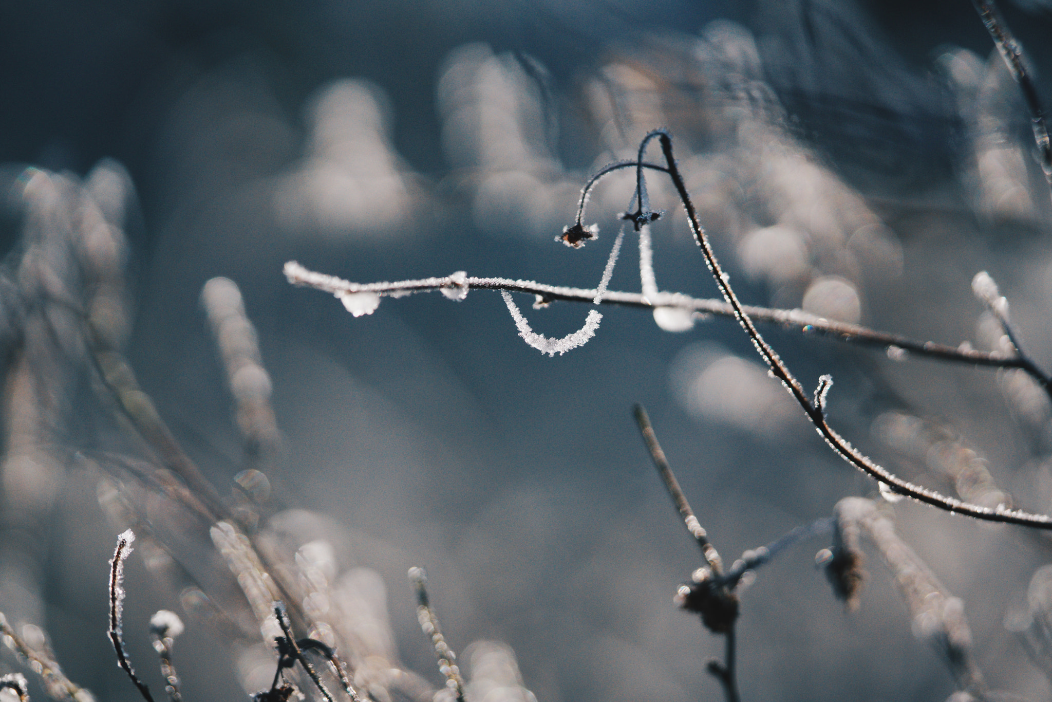 Sony a7R II + Sony FE 90mm F2.8 Macro G OSS sample photo. Frozen architecture of nature photography