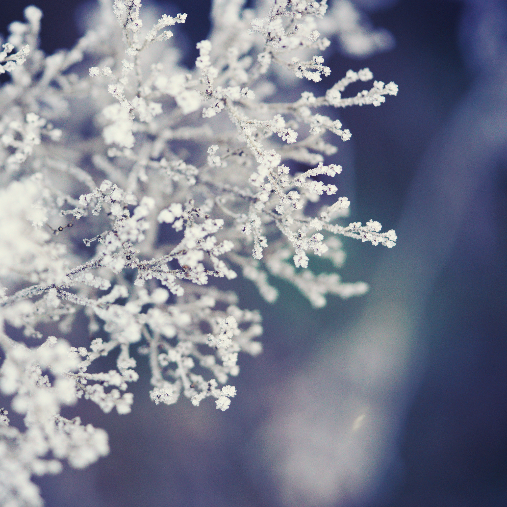 Sony a7R II + Sony FE 90mm F2.8 Macro G OSS sample photo. Frozen magical nature photography