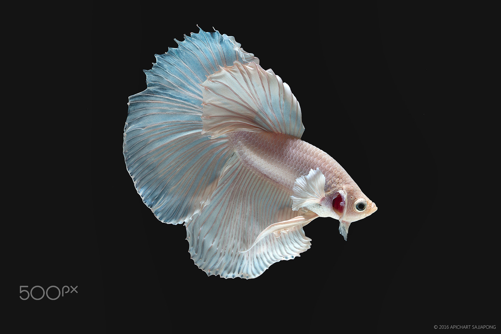 Nikon D800E + Tokina AT-X Pro 100mm F2.8 Macro sample photo. Betta fish photography