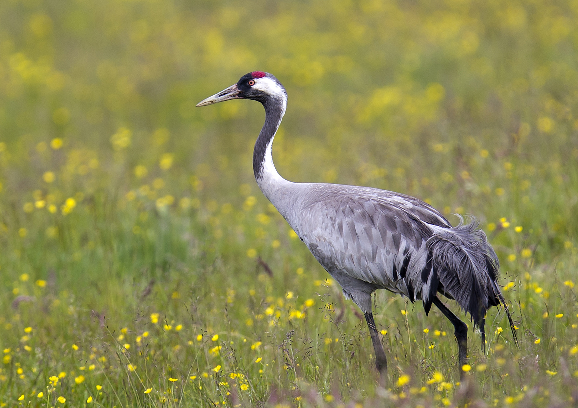 Canon EOS-1D X + Canon EF 400mm F2.8L IS II USM sample photo. Trane/crane photography