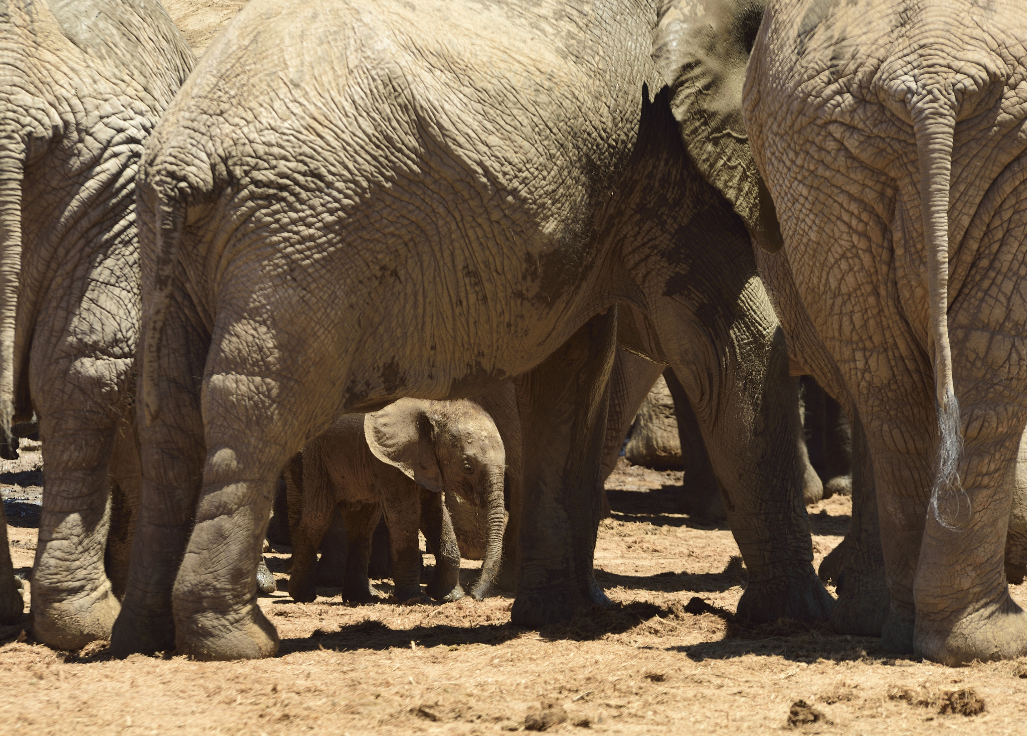 Sigma 70-200mm F2.8 EX DG OS HSM sample photo. Elephant calf photography