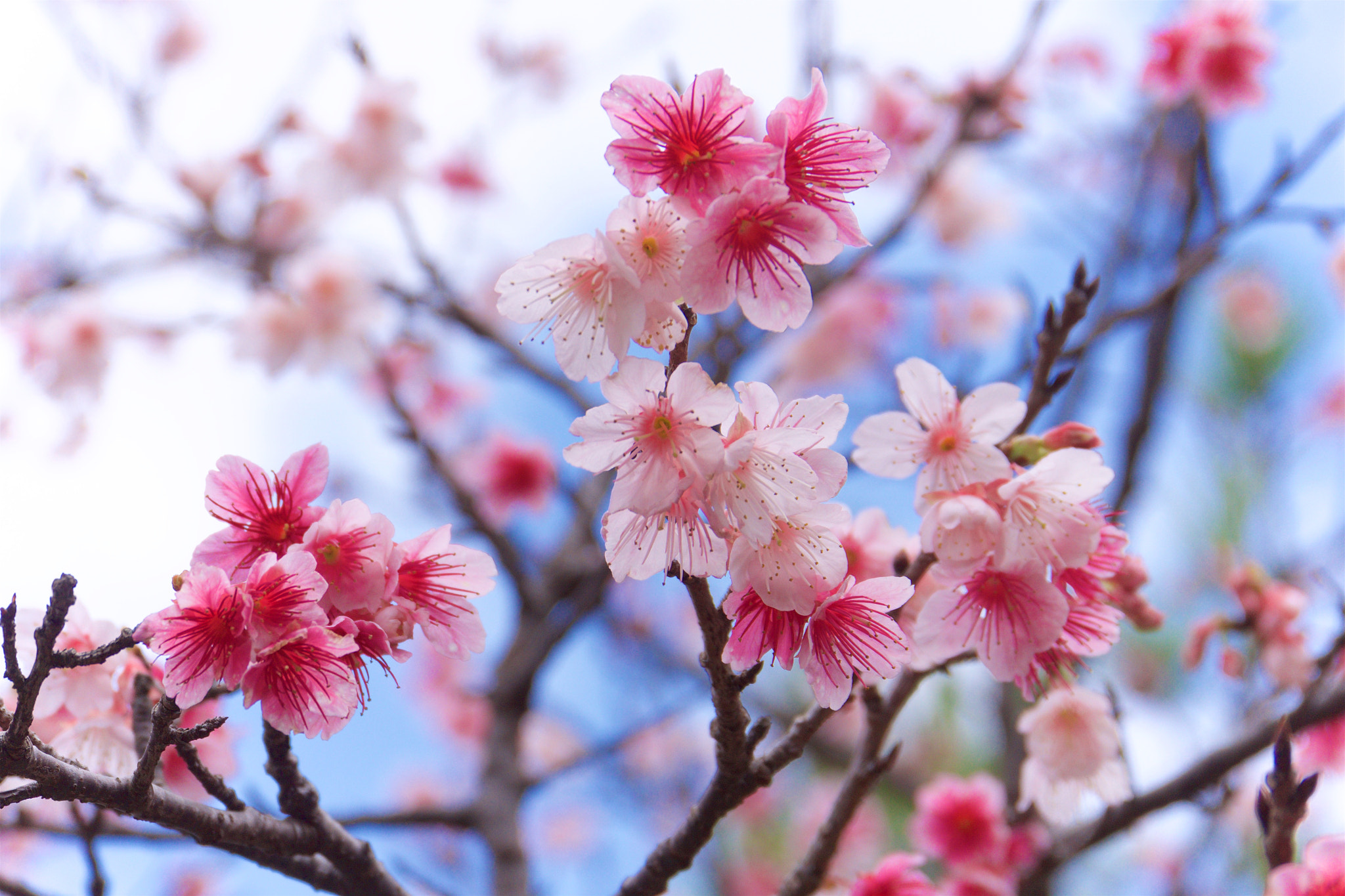Panasonic Lumix DMC-GH3 sample photo. Cherry blossoms in okinawa. photography