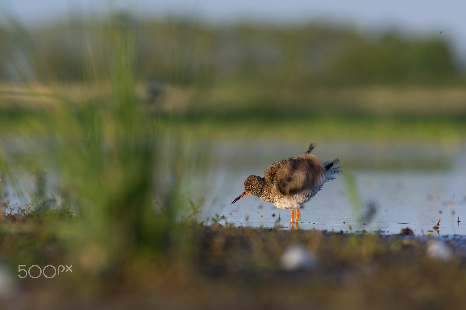 Pentax smc DA* 300mm F4.0 ED (IF) SDM sample photo. Twerking bird photography