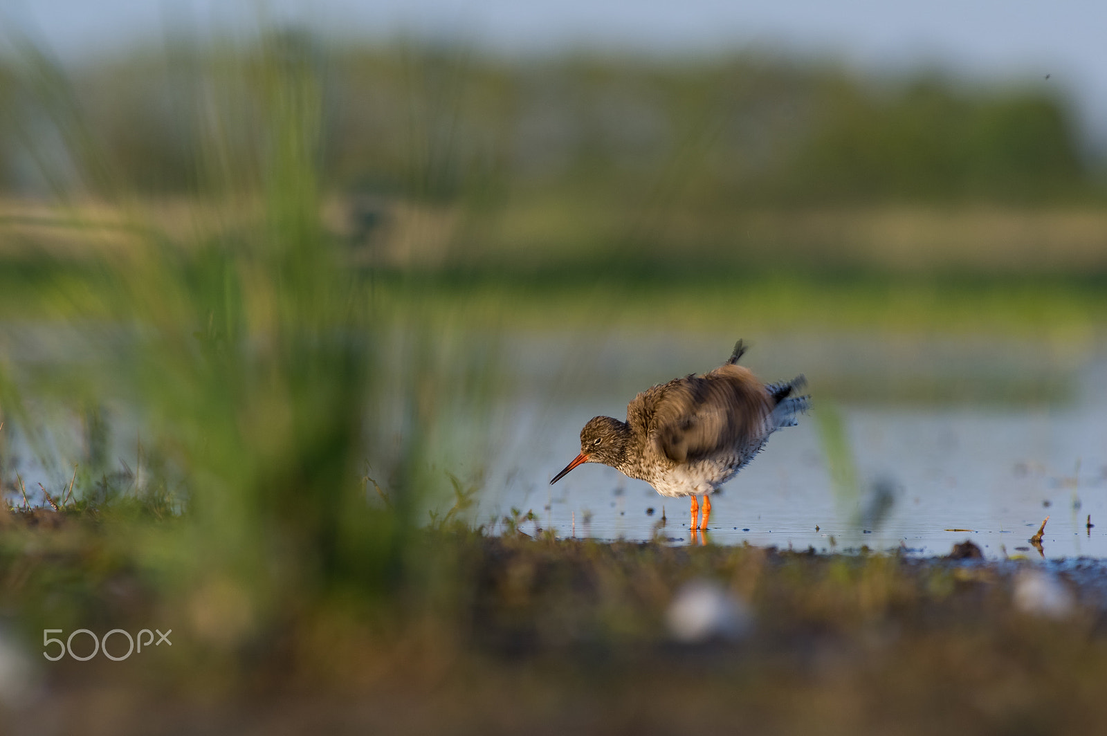 Pentax K-3 sample photo. Twerking bird photography