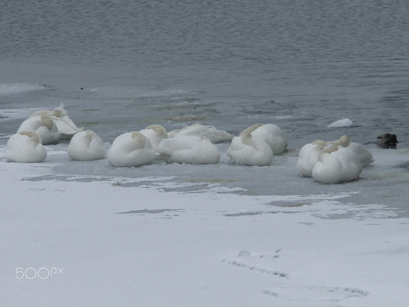 KONICA MINOLTA DiMAGE A200 sample photo. Swans on winter baltic seashore photography
