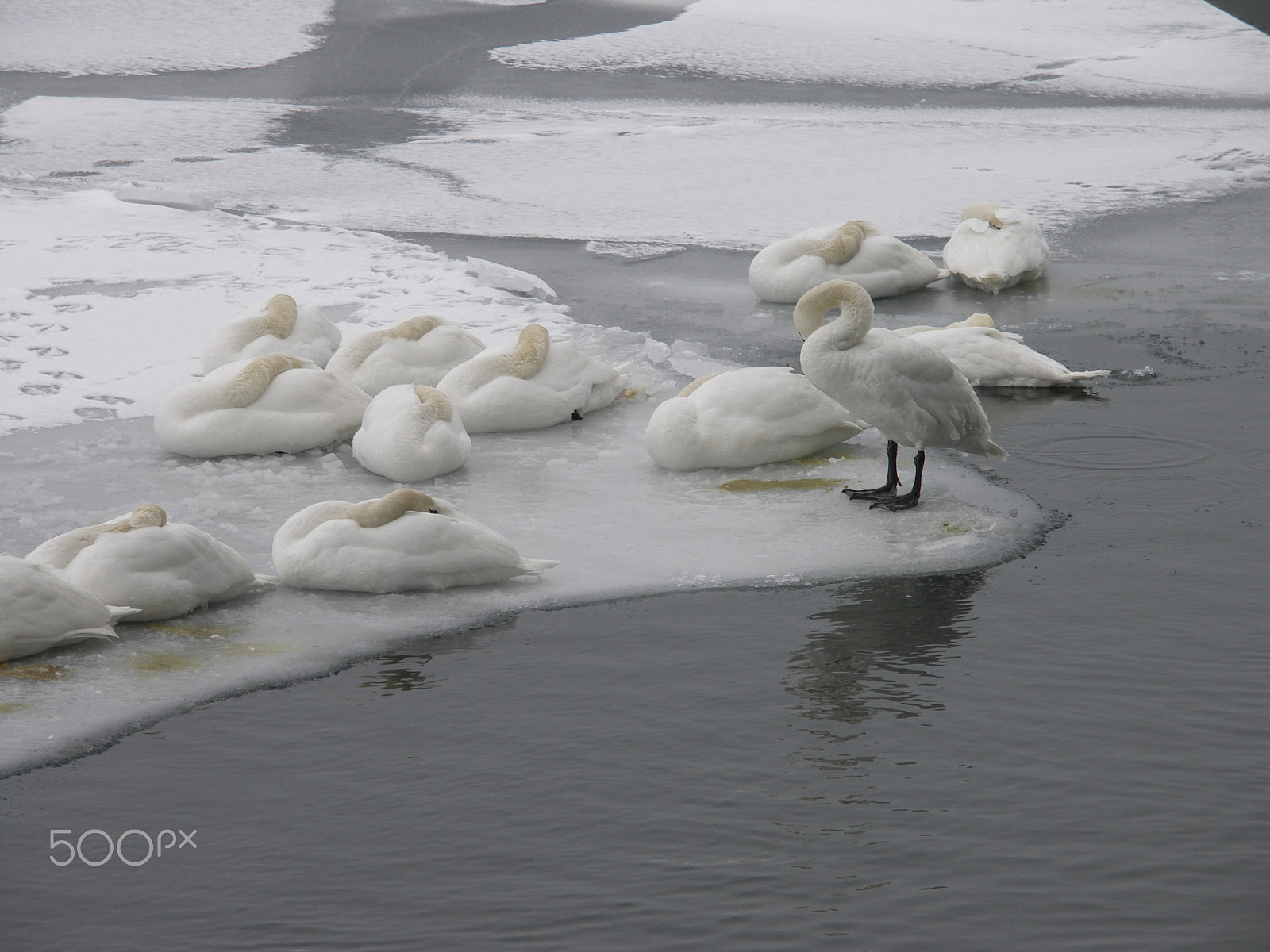 KONICA MINOLTA DiMAGE A200 sample photo. Swans on winter baltic seashore photography