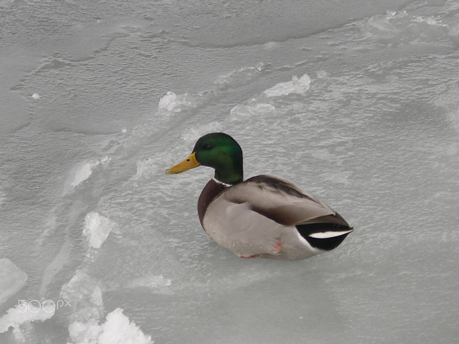 KONICA MINOLTA DiMAGE A200 sample photo. Duck on winter baltic seashore photography
