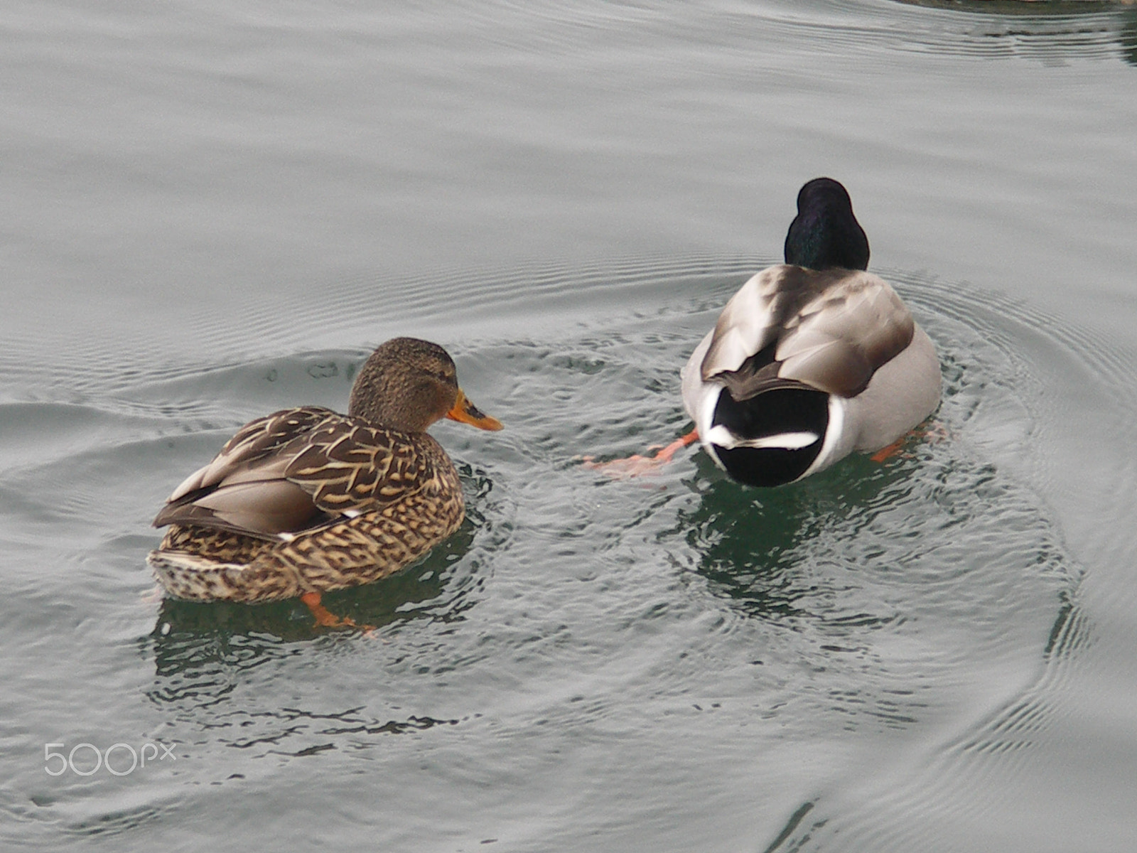 KONICA MINOLTA DiMAGE A200 sample photo. Ducks on winter baltic seashore photography