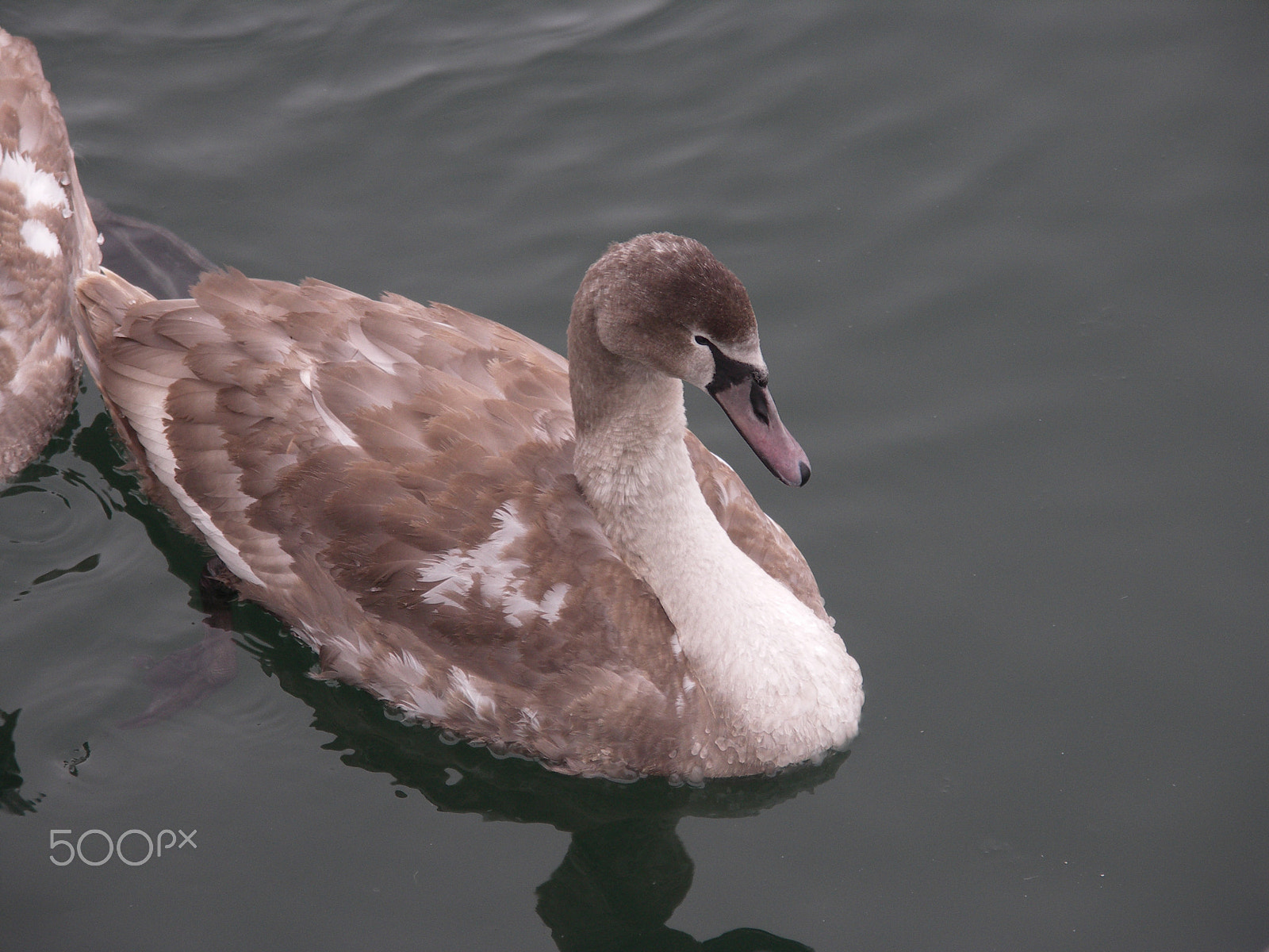 KONICA MINOLTA DiMAGE A200 sample photo. Duck on winter baltic seashore photography