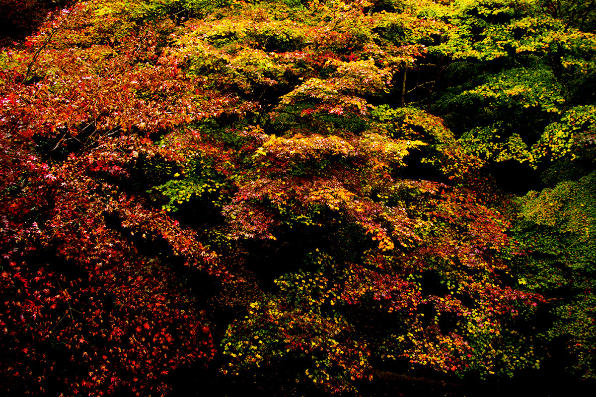 Canon EOS 650D (EOS Rebel T4i / EOS Kiss X6i) sample photo. Autumn leaves photography
