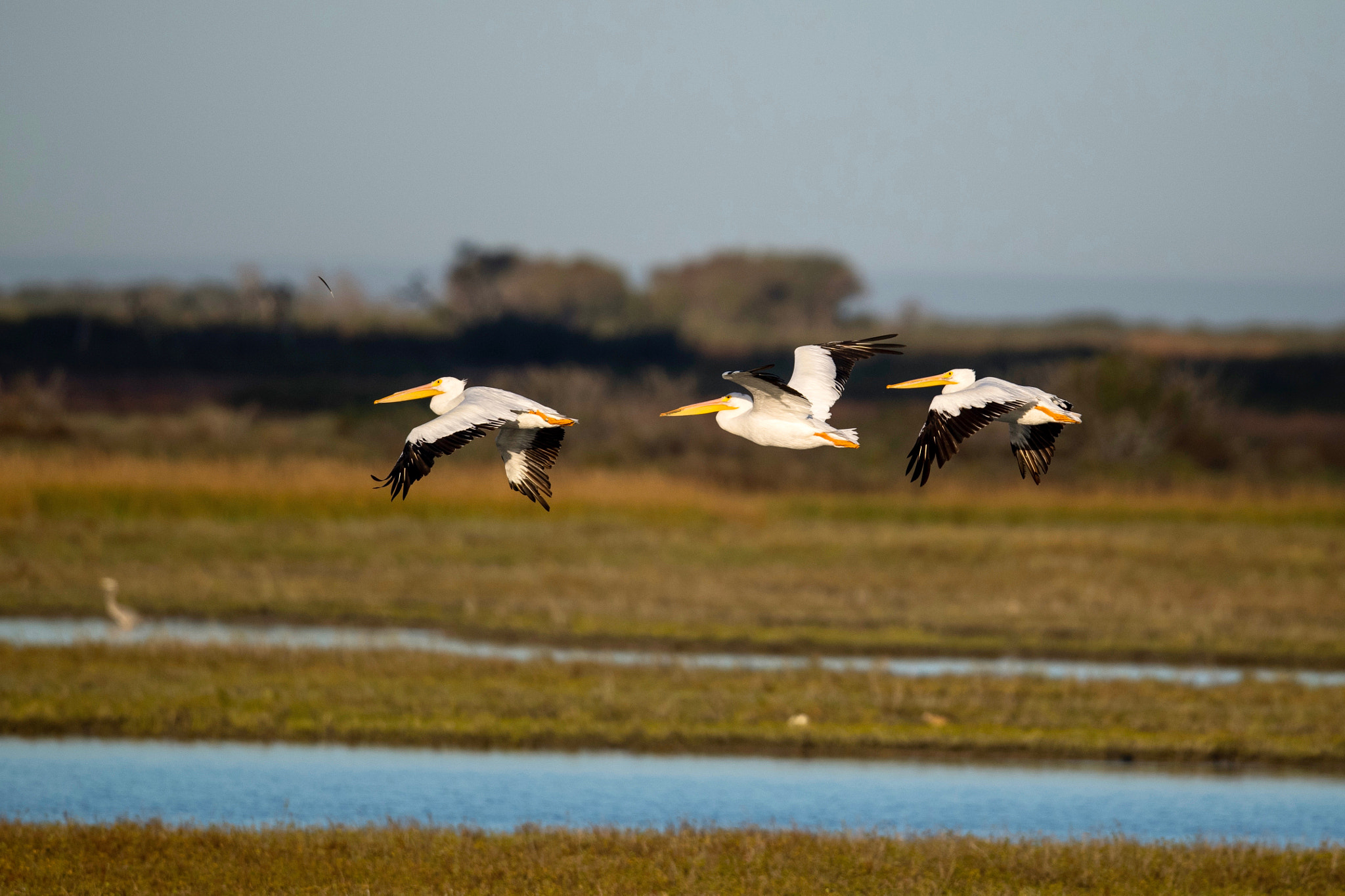 Nikon AF-S Nikkor 800mm F5.6E FL ED VR sample photo. Great white pelican photography