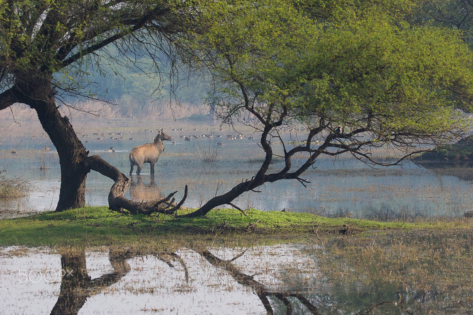 Sony SLT-A65 (SLT-A65V) sample photo. Nilgai photography