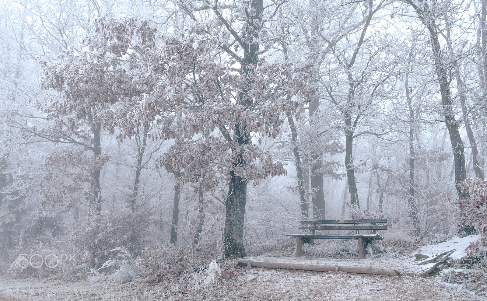 Nikon D500 sample photo. Silence photography