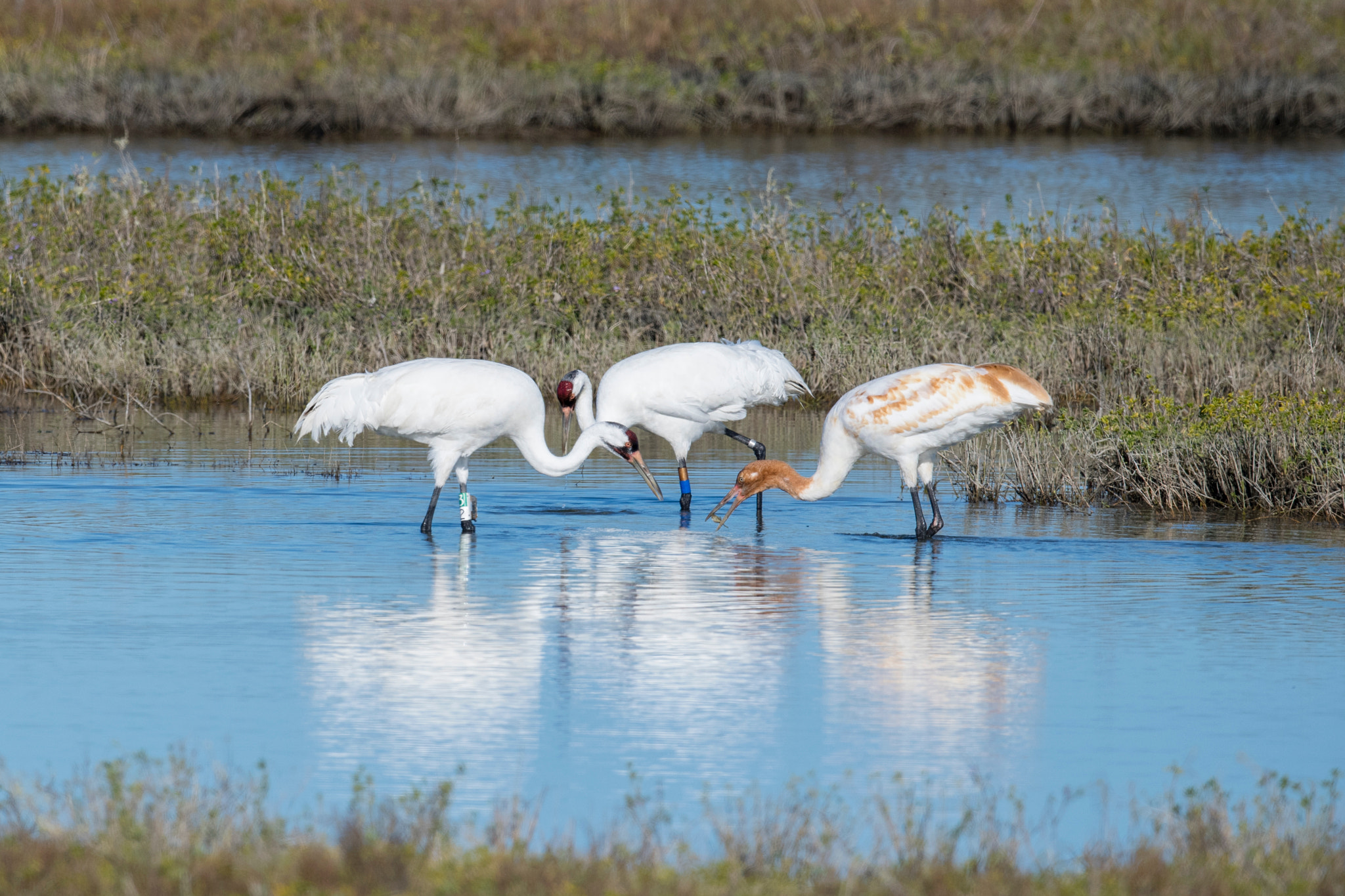 Nikon AF-S Nikkor 800mm F5.6E FL ED VR sample photo. Whooping crane photography
