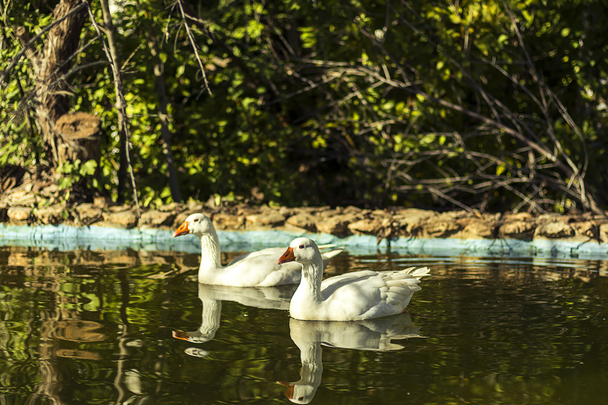Nikon AF Nikkor 50mm F1.4D sample photo. Goose photography