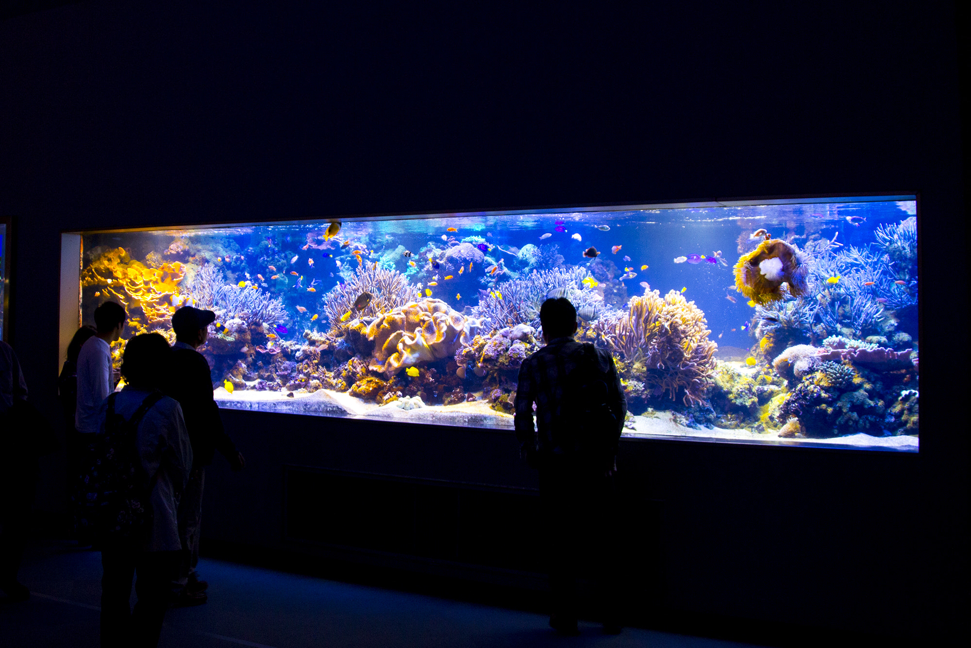 Canon EOS 650D (EOS Rebel T4i / EOS Kiss X6i) sample photo. Aquarium photography