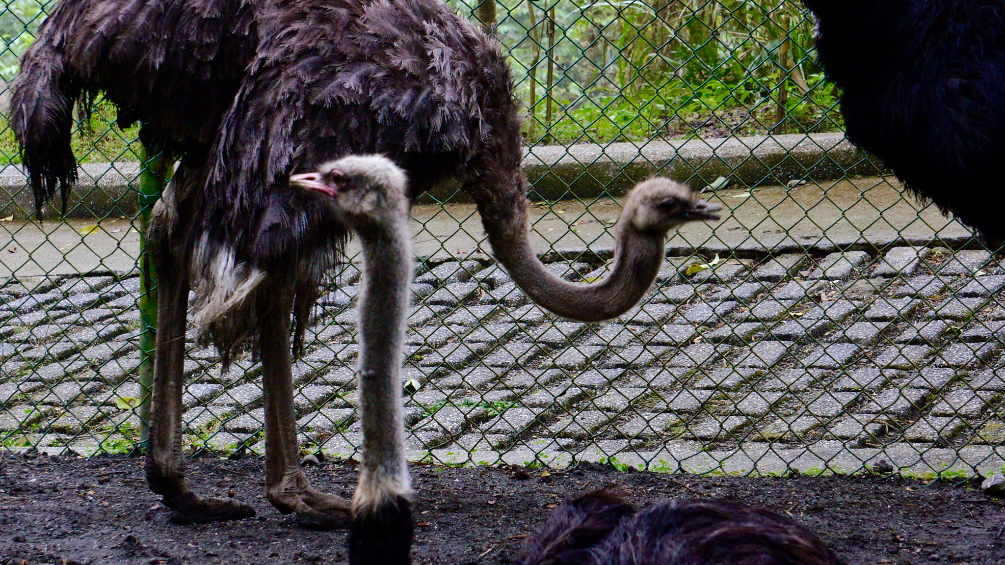 Sony E 55-210mm F4.5-6.3 OSS sample photo. U & i photography