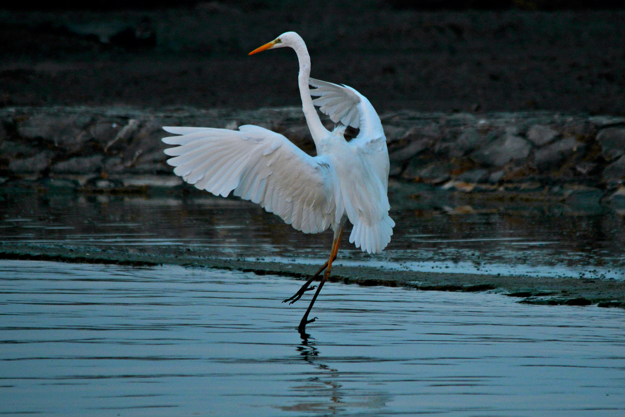 Sigma 150-500mm F5-6.3 DG OS HSM sample photo. Egrets landing photography