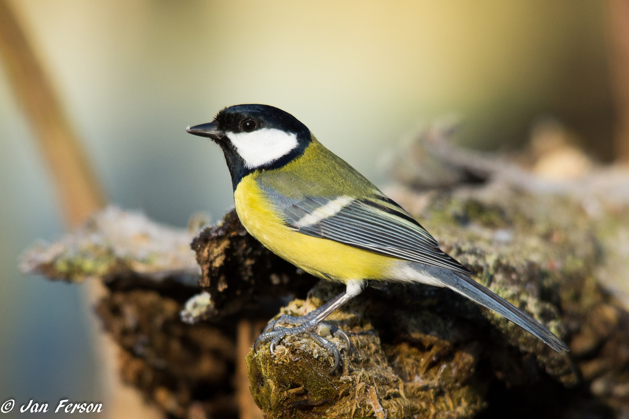 Sigma 150-500mm F5-6.3 DG OS HSM sample photo. Great tit photography