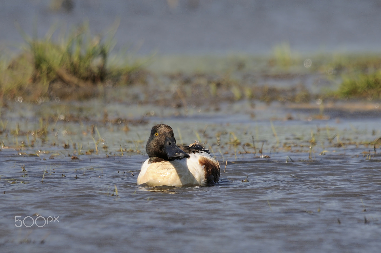 Sigma 150-500mm F5-6.3 DG OS HSM sample photo. Northern shoveler photography