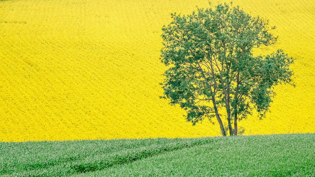 Fujifilm XF 100-400mm F4.5-5.6 R LM OIS WR sample photo. The yellow sky photography