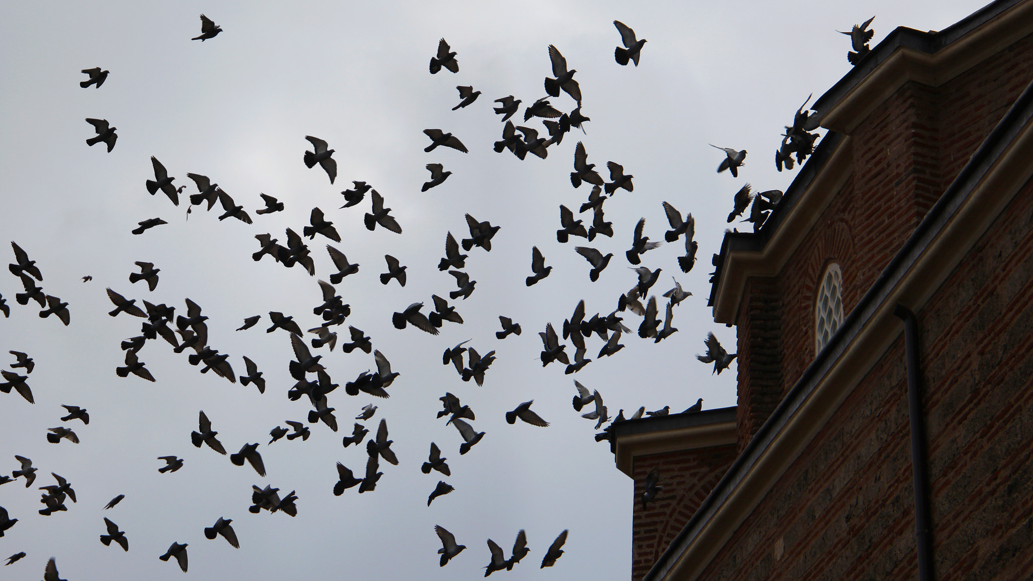 Canon EF 24-105mm F3.5-5.6 IS STM sample photo. Pigeons, moscque, sofia photography