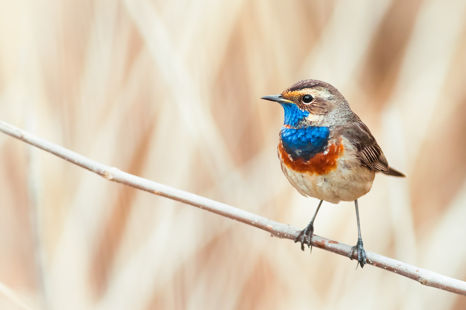 Canon EF 300mm F4L IS USM sample photo. A small bluethroat photography