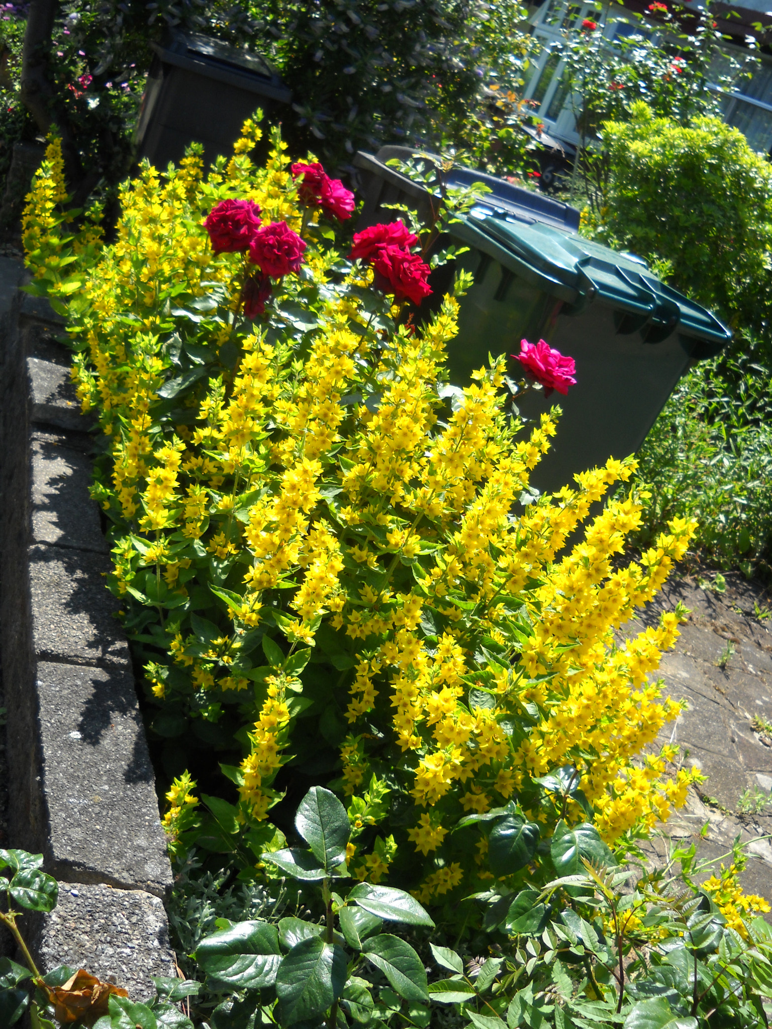 Nikon Coolpix L20 sample photo. Flowers for new years greetings photography