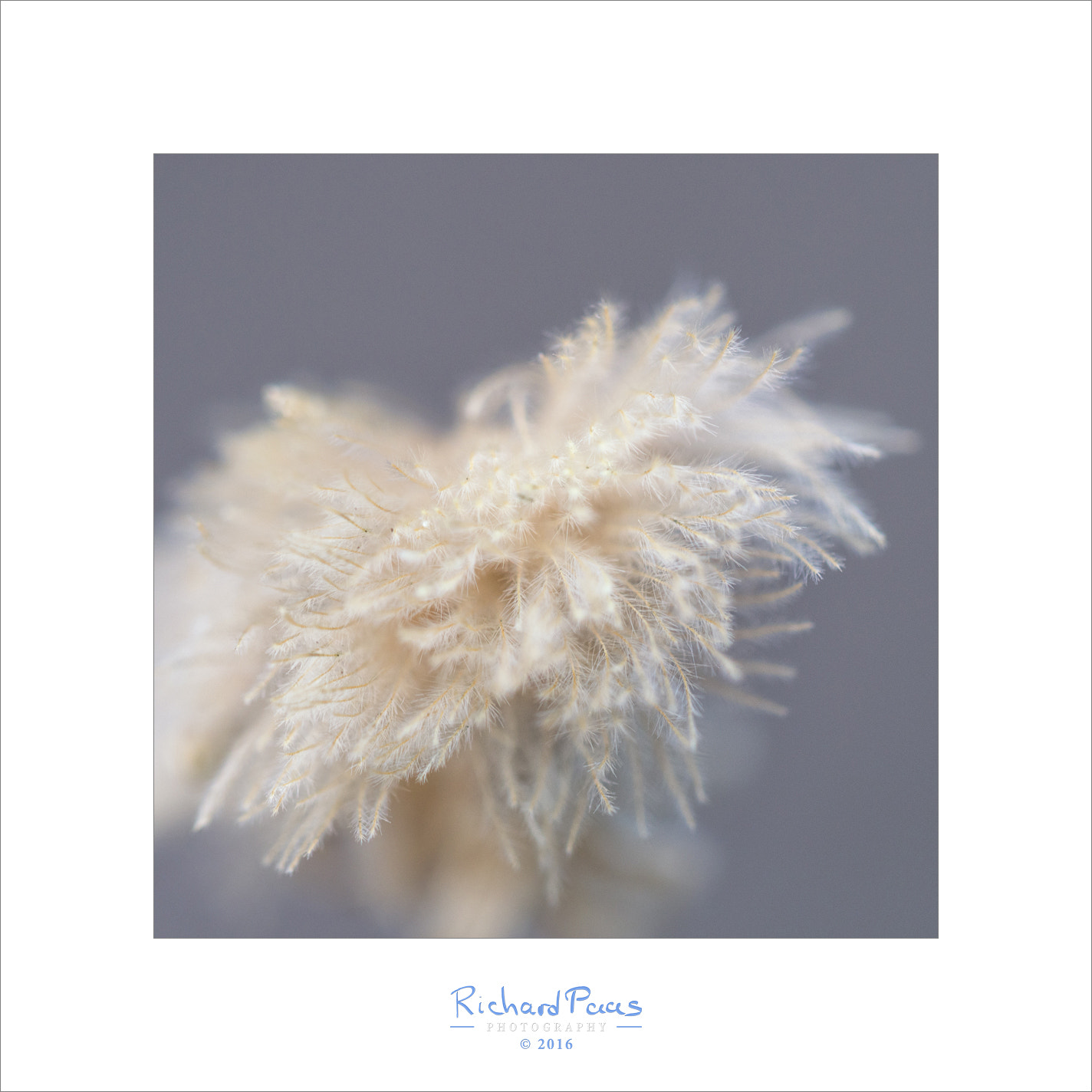 Olympus M.Zuiko Digital ED 60mm F2.8 Macro sample photo. Fluffy flower leftover photography
