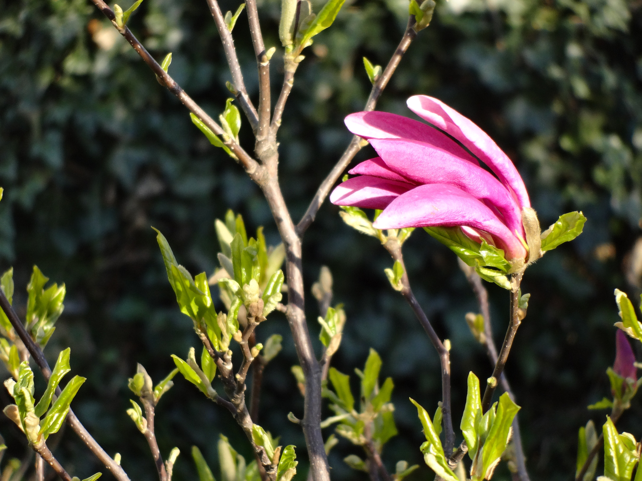 Sony DSC-WX200 sample photo. Flower photography