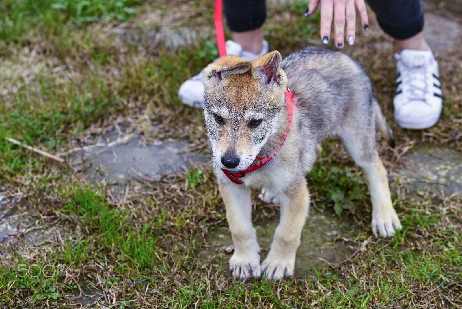 Sigma 105mm F2.8 EX DG OS HSM sample photo. Wolfdog puppy in a garden photography