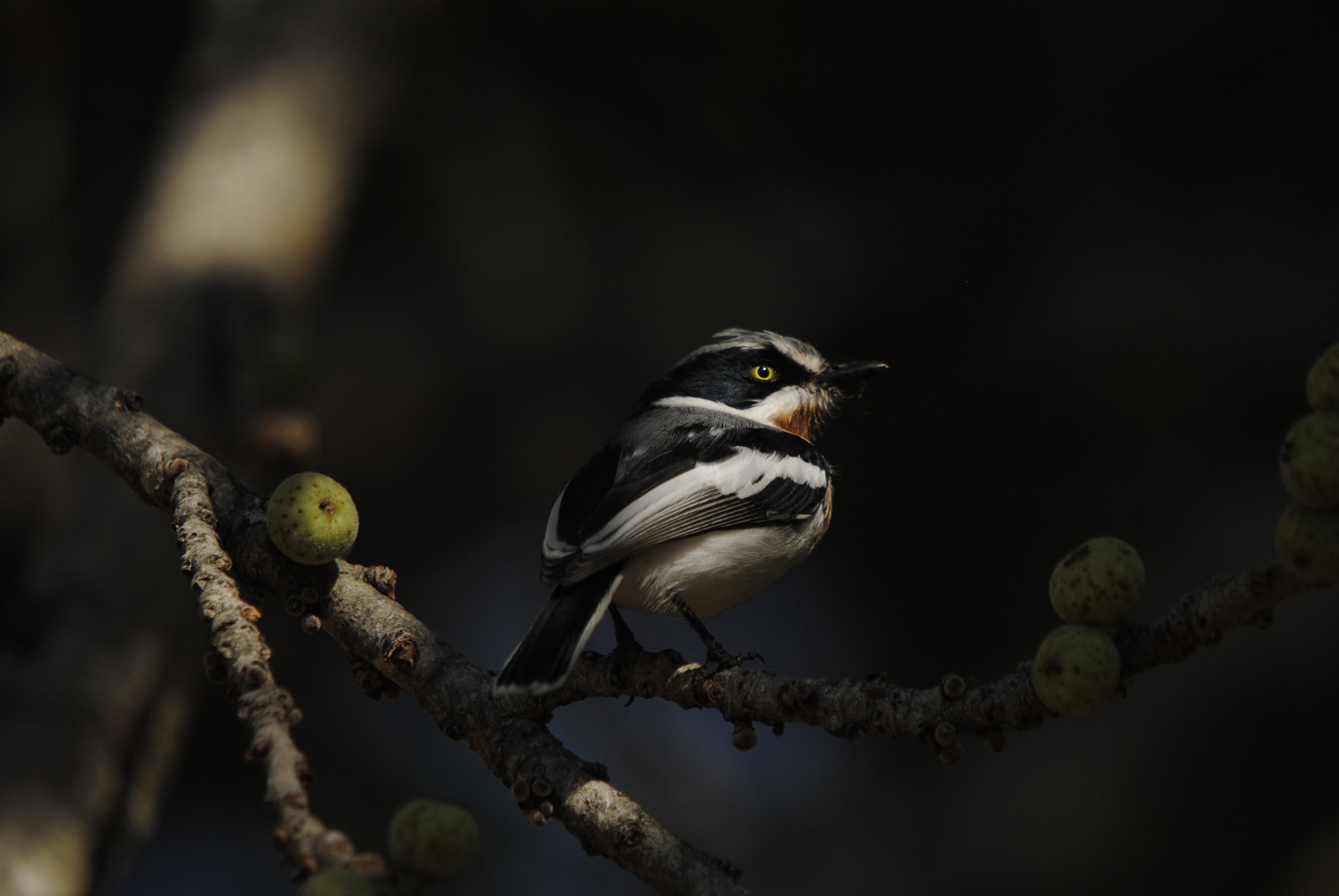 Nikon D3000 + Sigma 50-500mm F4-6.3 EX APO RF HSM sample photo. Chinspot batis photography