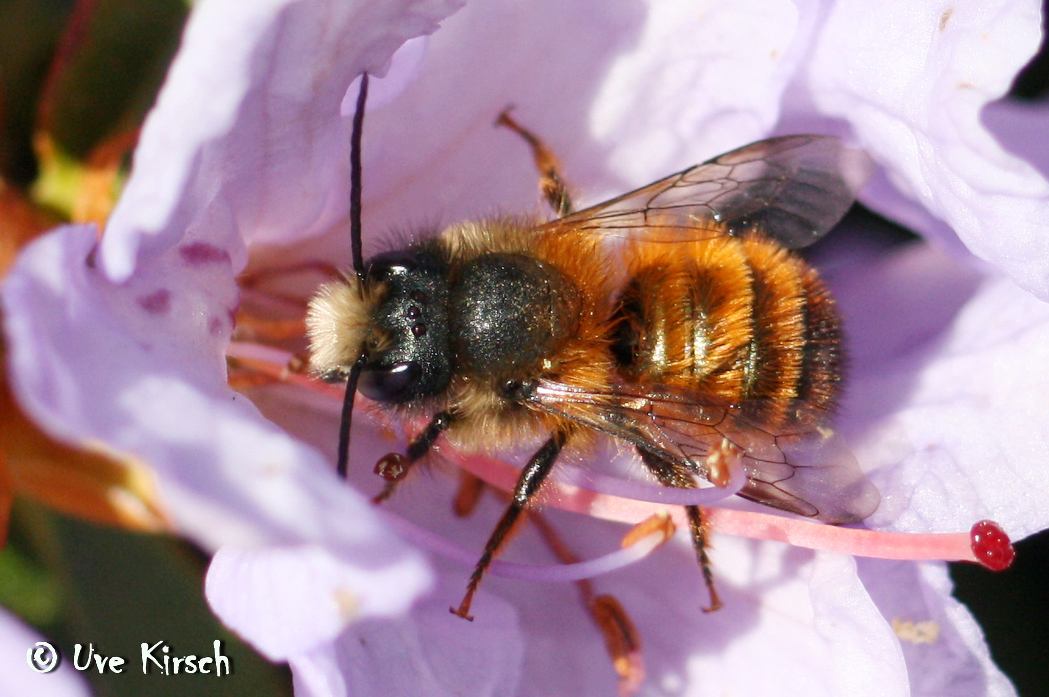 Canon EF-S 55-250mm F4-5.6 IS sample photo. Honeybee in rhododendron flower photography