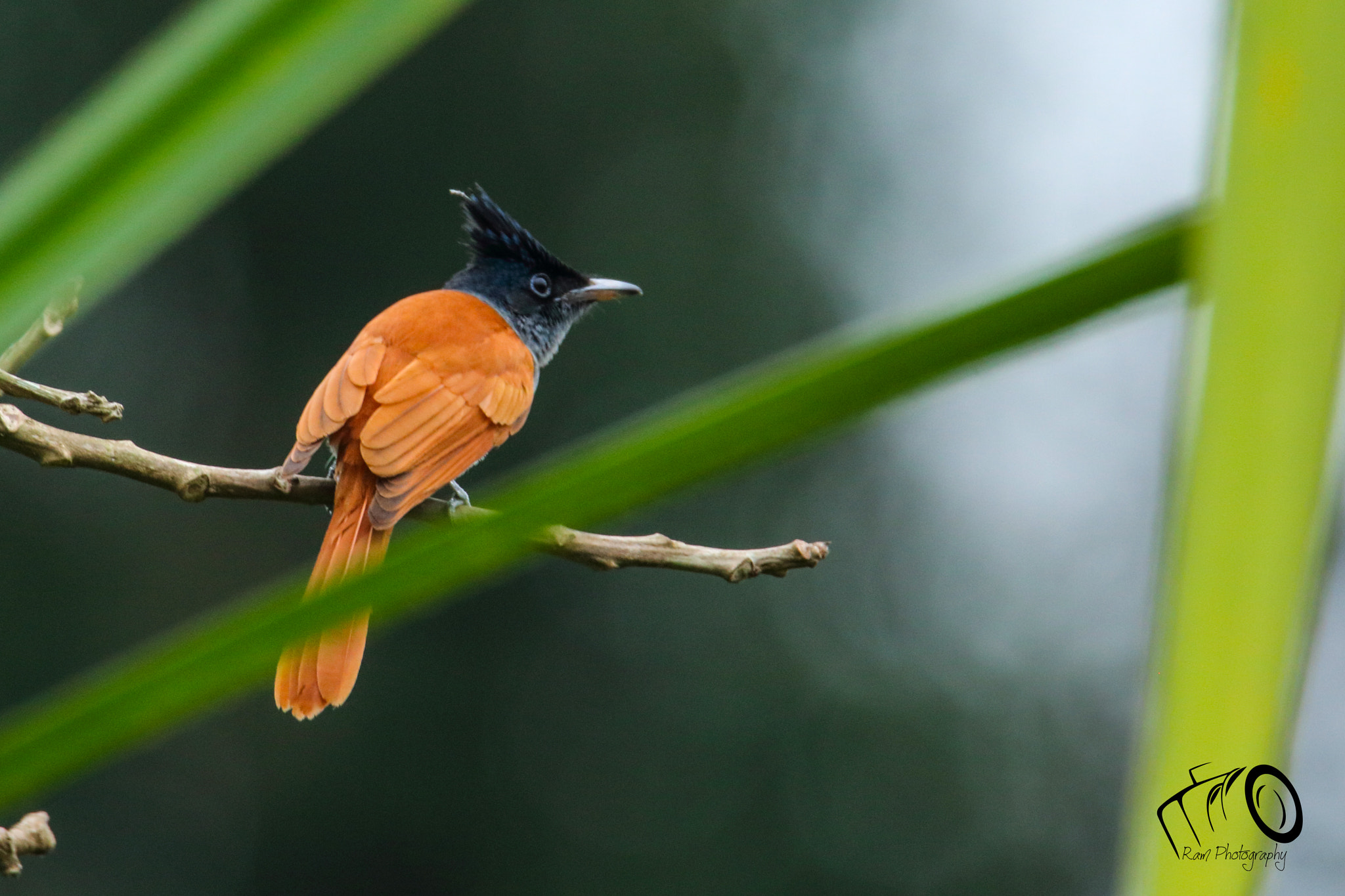 Canon EOS 760D (EOS Rebel T6s / EOS 8000D) sample photo. Paradise flycatcher photography