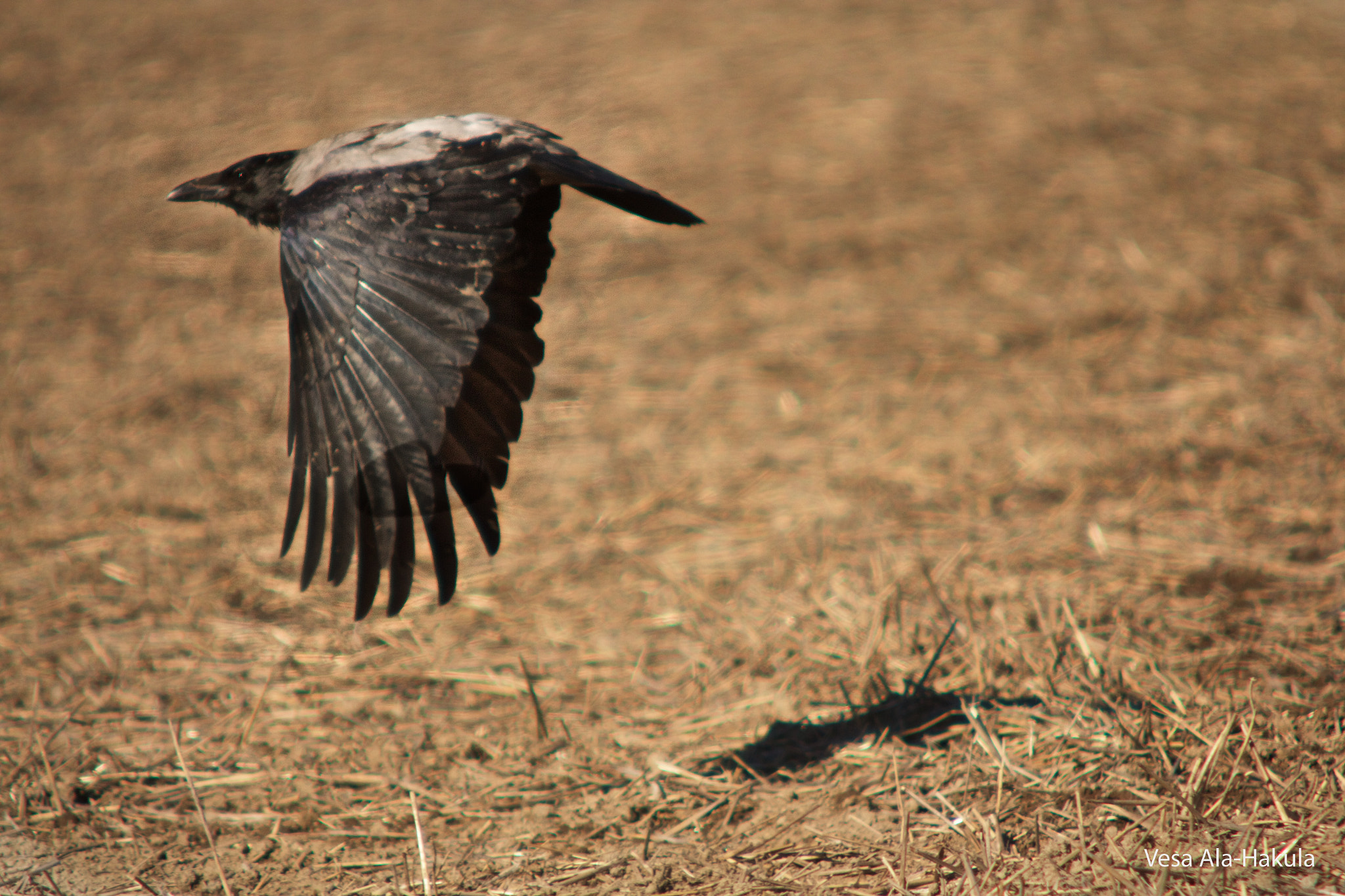 Canon EOS 60D sample photo. Crow and field photography