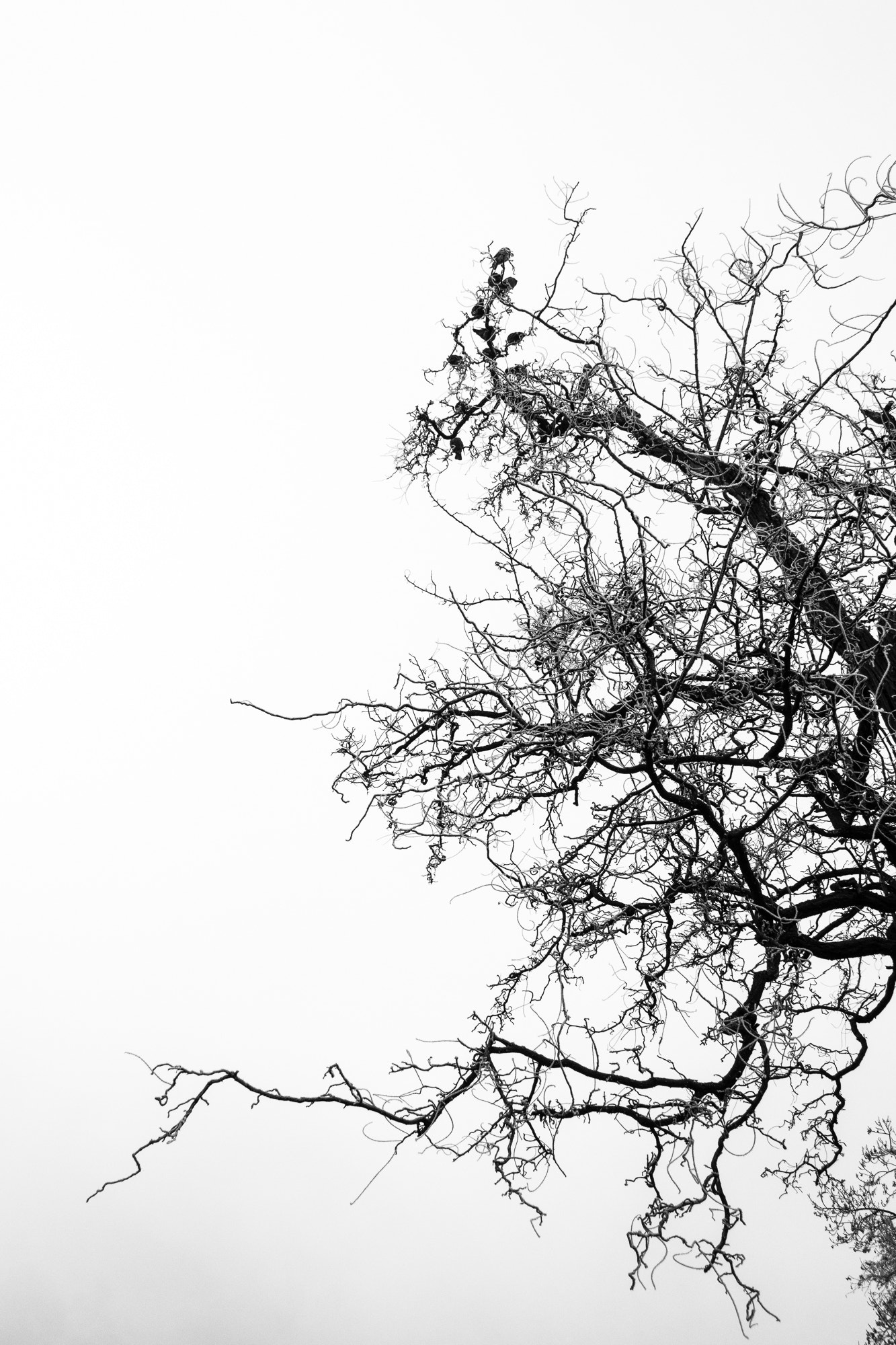 Canon EF-S 17-85mm F4-5.6 IS USM sample photo. Tree bough silhouette photography