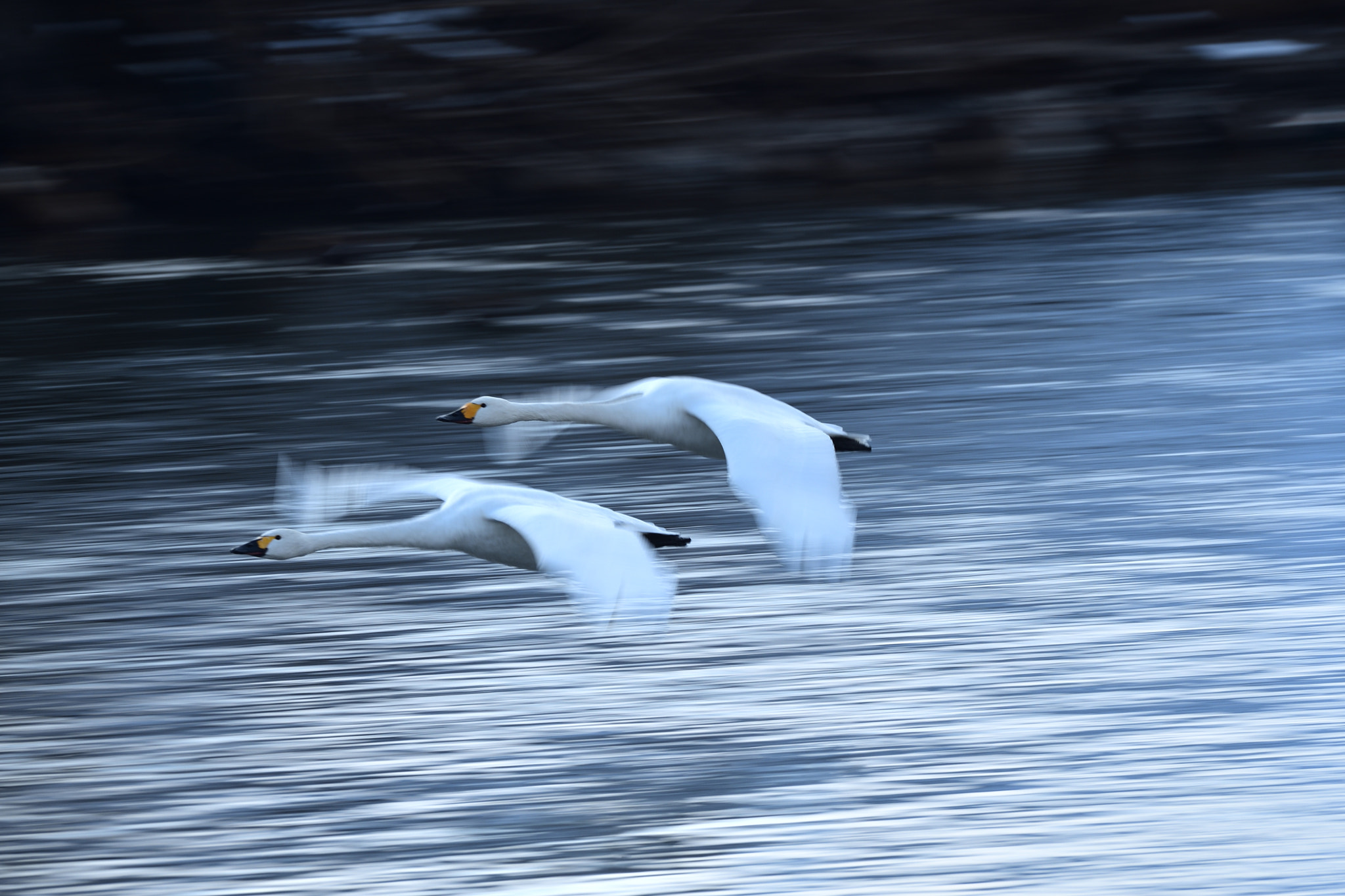 Nikon D500 + Sigma 500mm F4.5 EX DG HSM sample photo. Tundra swan photography