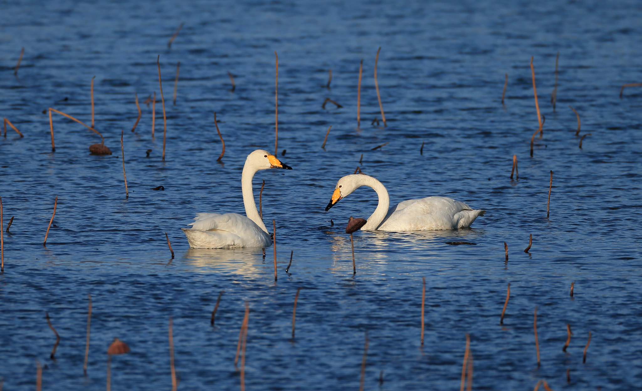 Canon EOS-1D X + Canon EF 800mm F5.6L IS USM sample photo. オオハクチョウ whooper swan photography