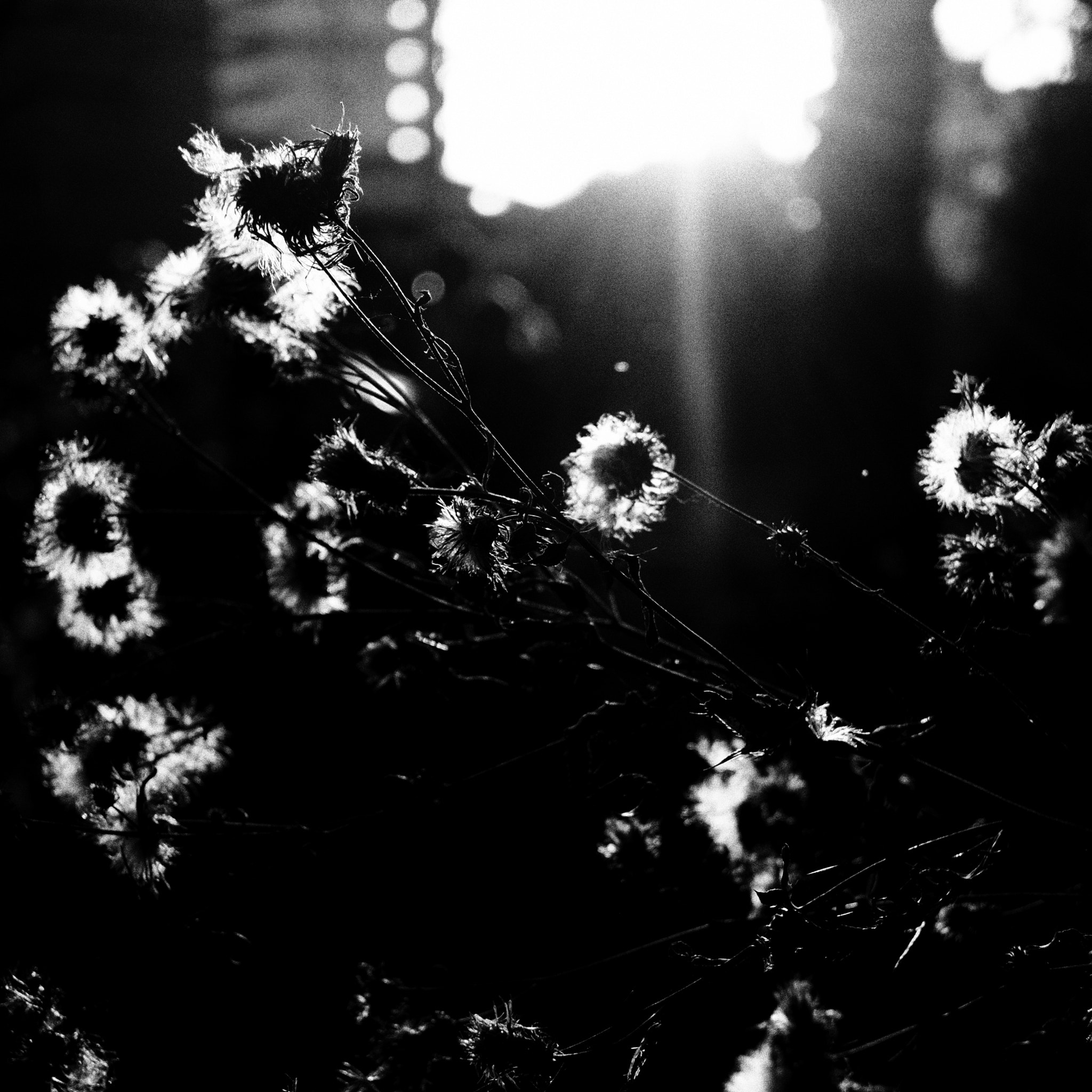 Fujifilm X-E2 + Fujifilm XF 27mm F2.8 sample photo. Winter light photography