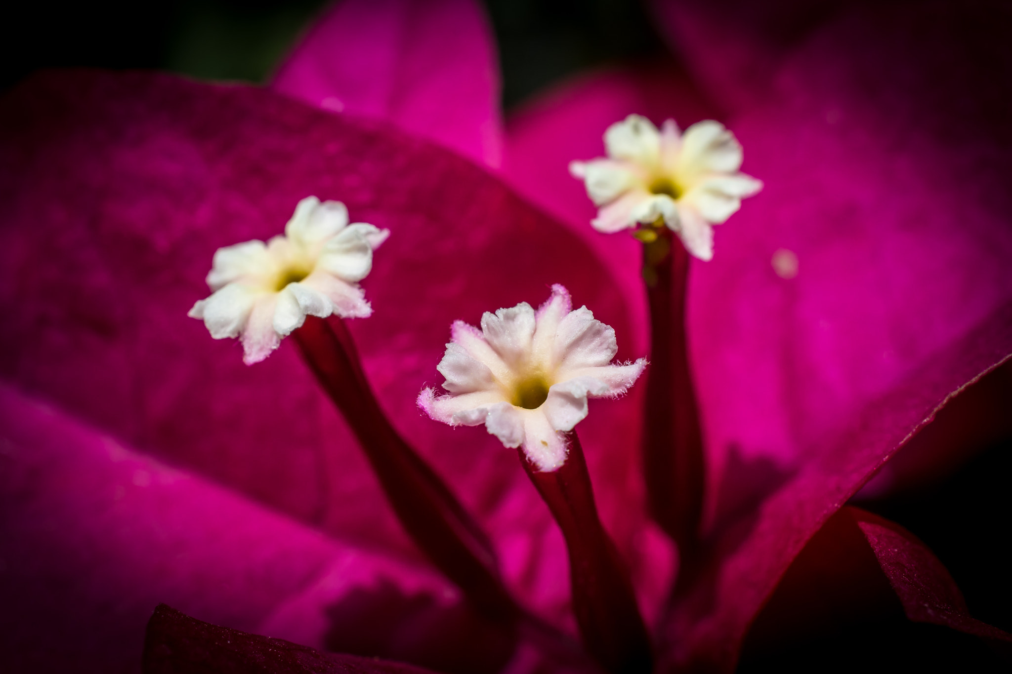Nikon AF-S DX Micro Nikkor 40mm F2.8 sample photo. Trio of flowers photography
