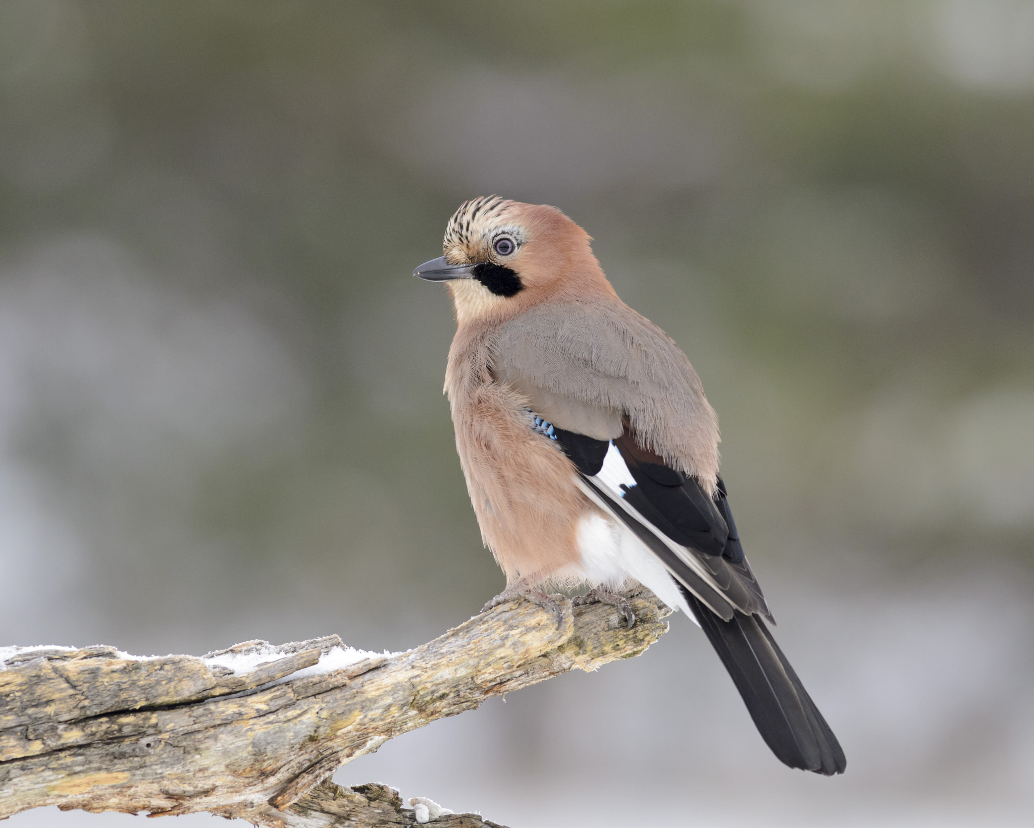 Nikon D7000 + Nikon AF-S Nikkor 300mm F4D ED-IF sample photo. Eurasian jay photography